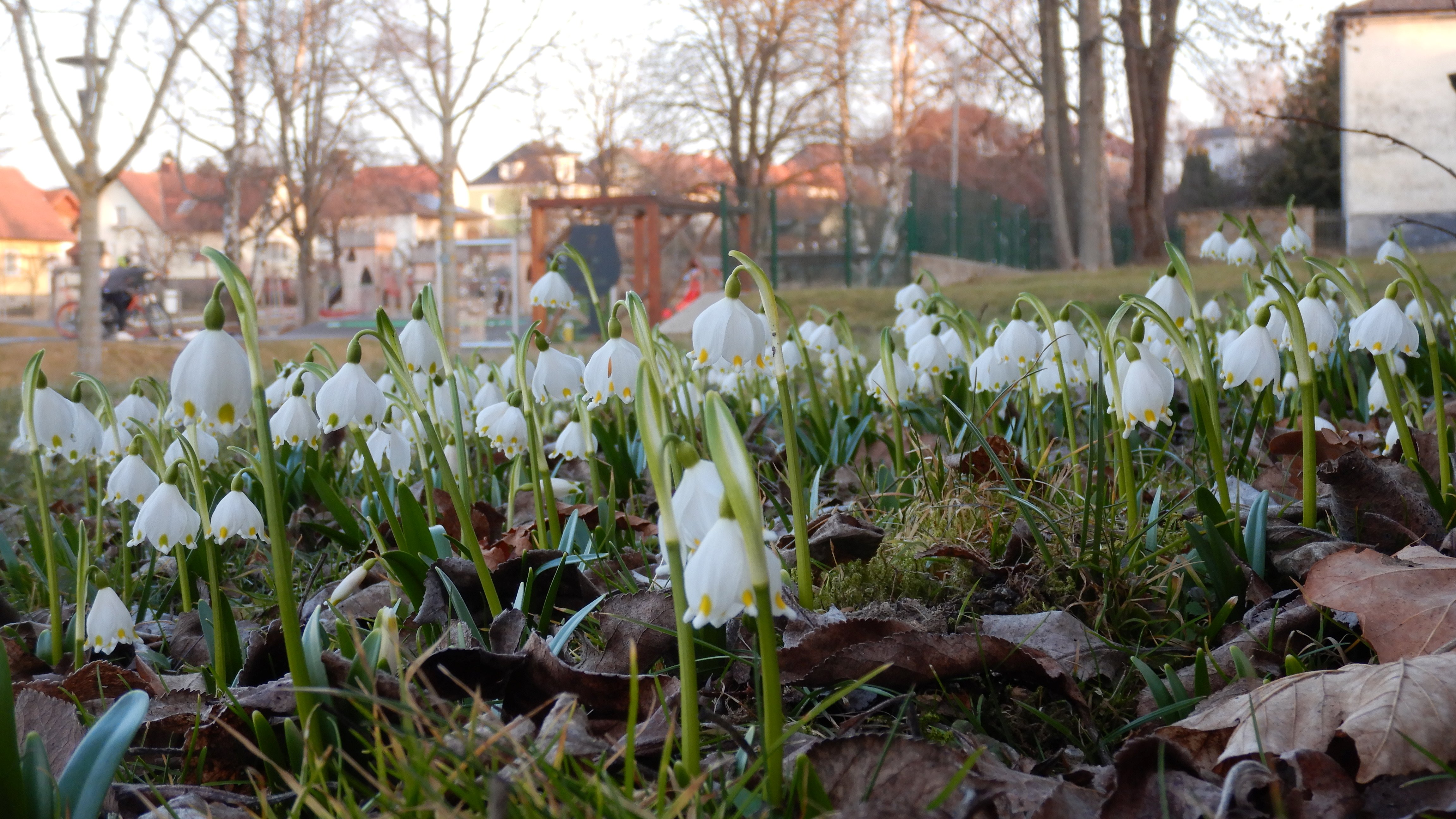 DSCN4067 phäno leucojum vernum weitra 2026-03-06.jpg