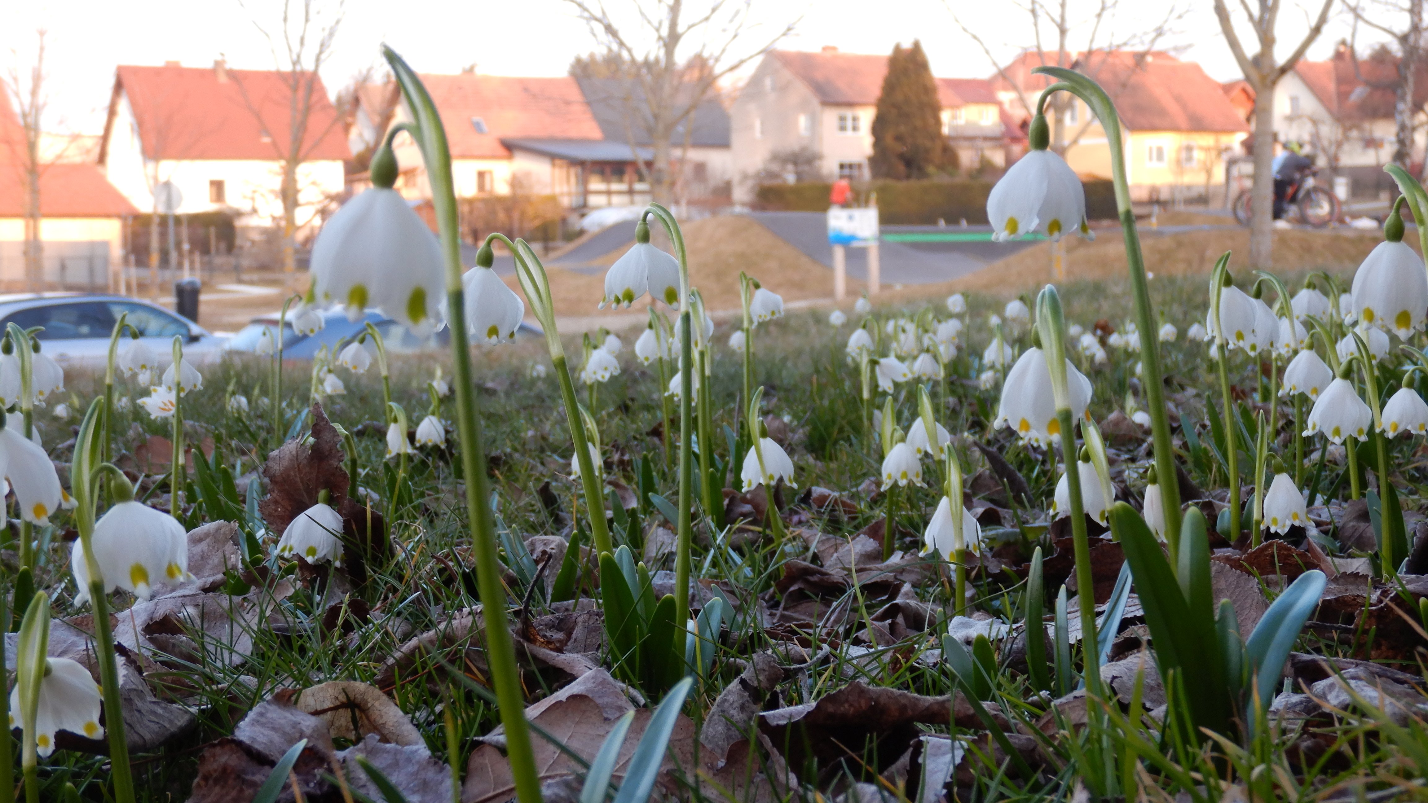 DSCN4068 phäno leucojum vernum weitra 2026-03-06.jpg