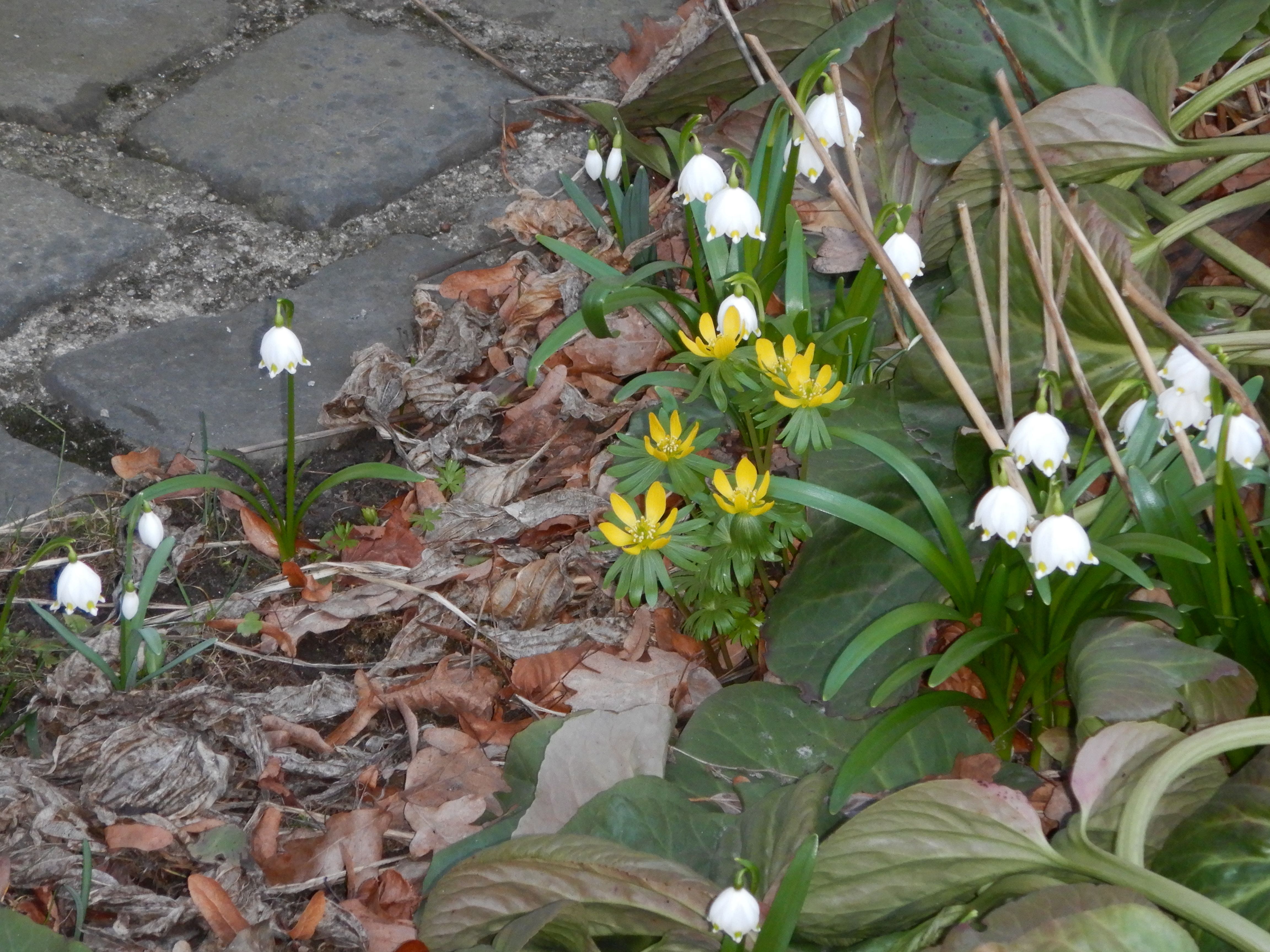 DSCN4083 phäno potpourri weitra 2026-03-06.jpg