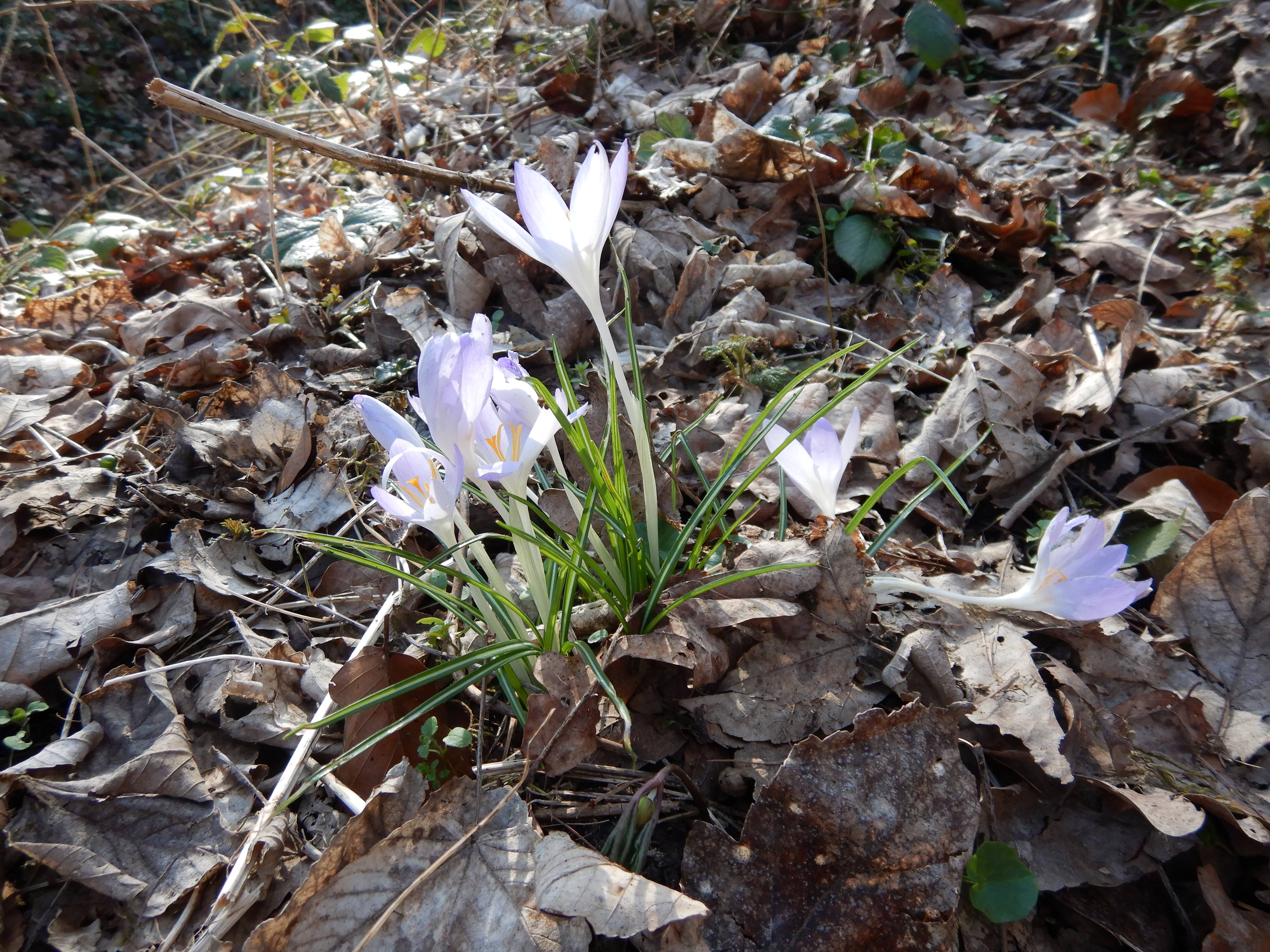 DSCN4145 phäno crocus tommasinianus linz-nord 2026-03-07.jpg