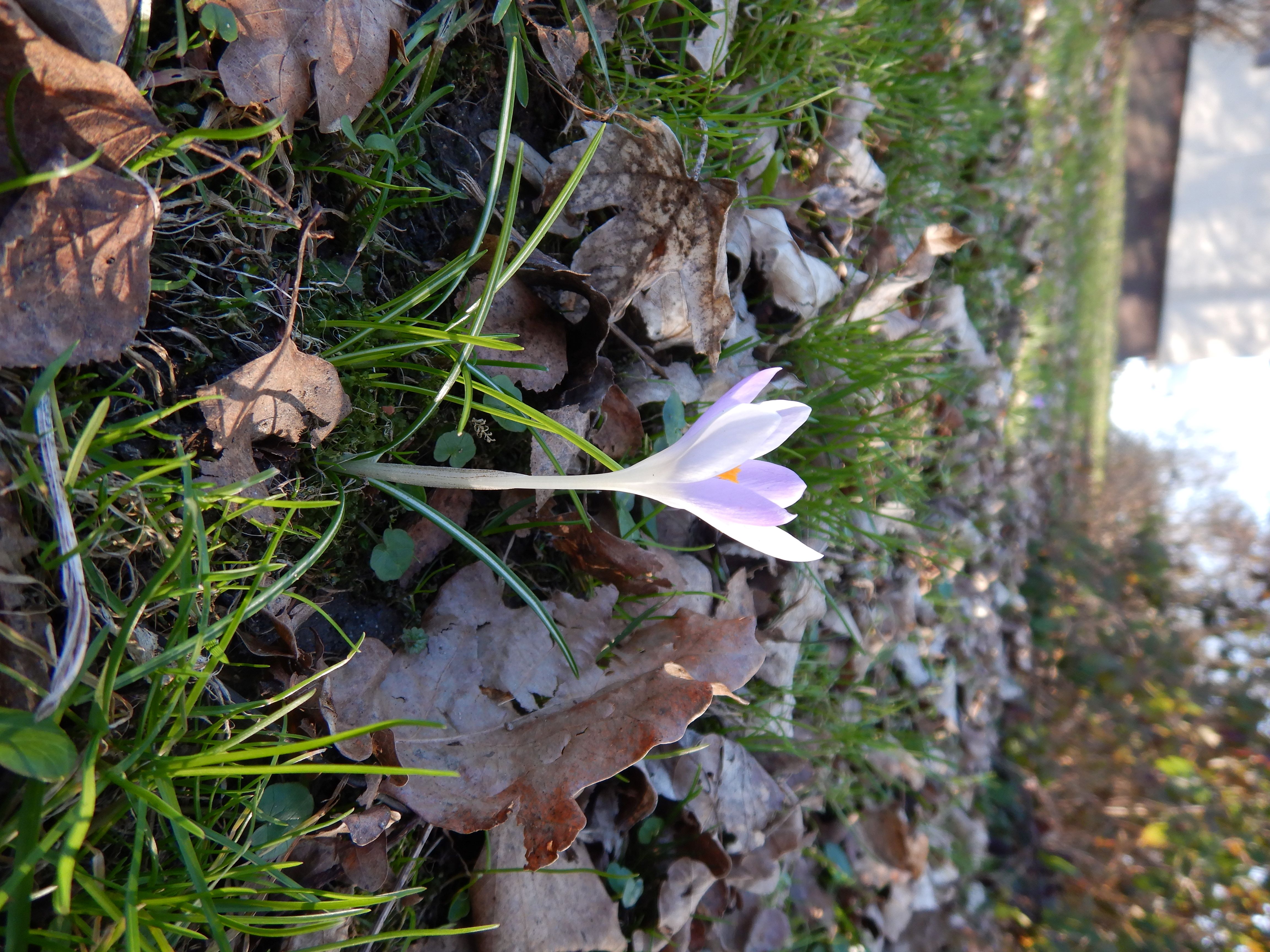 DSCN4350 phäno crocus tommasinianus linz-nord 2026-03-07.jpg