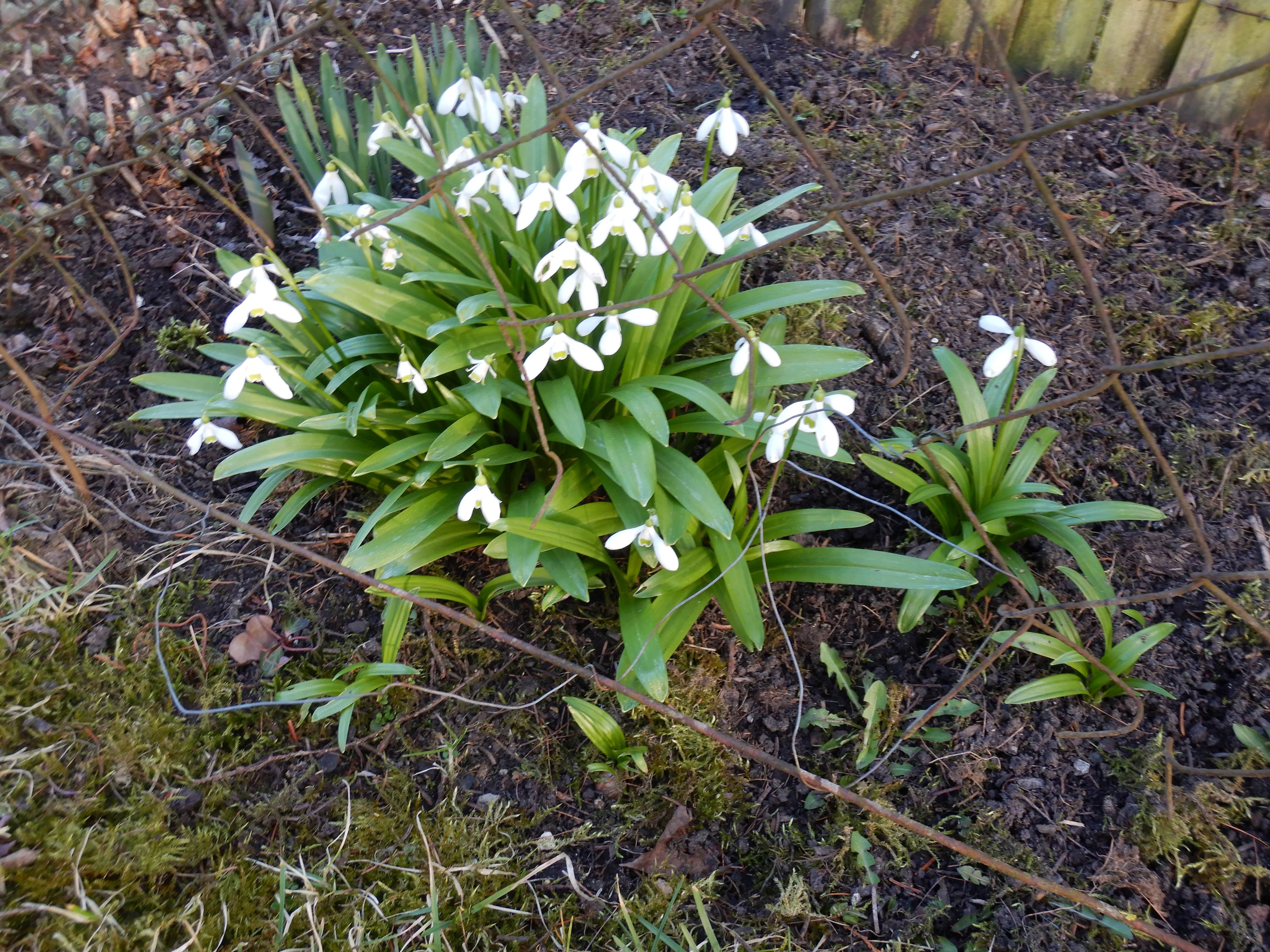 DSCN4365 phäno galanthus woronowii linz-nord 2026-03-07.jpg