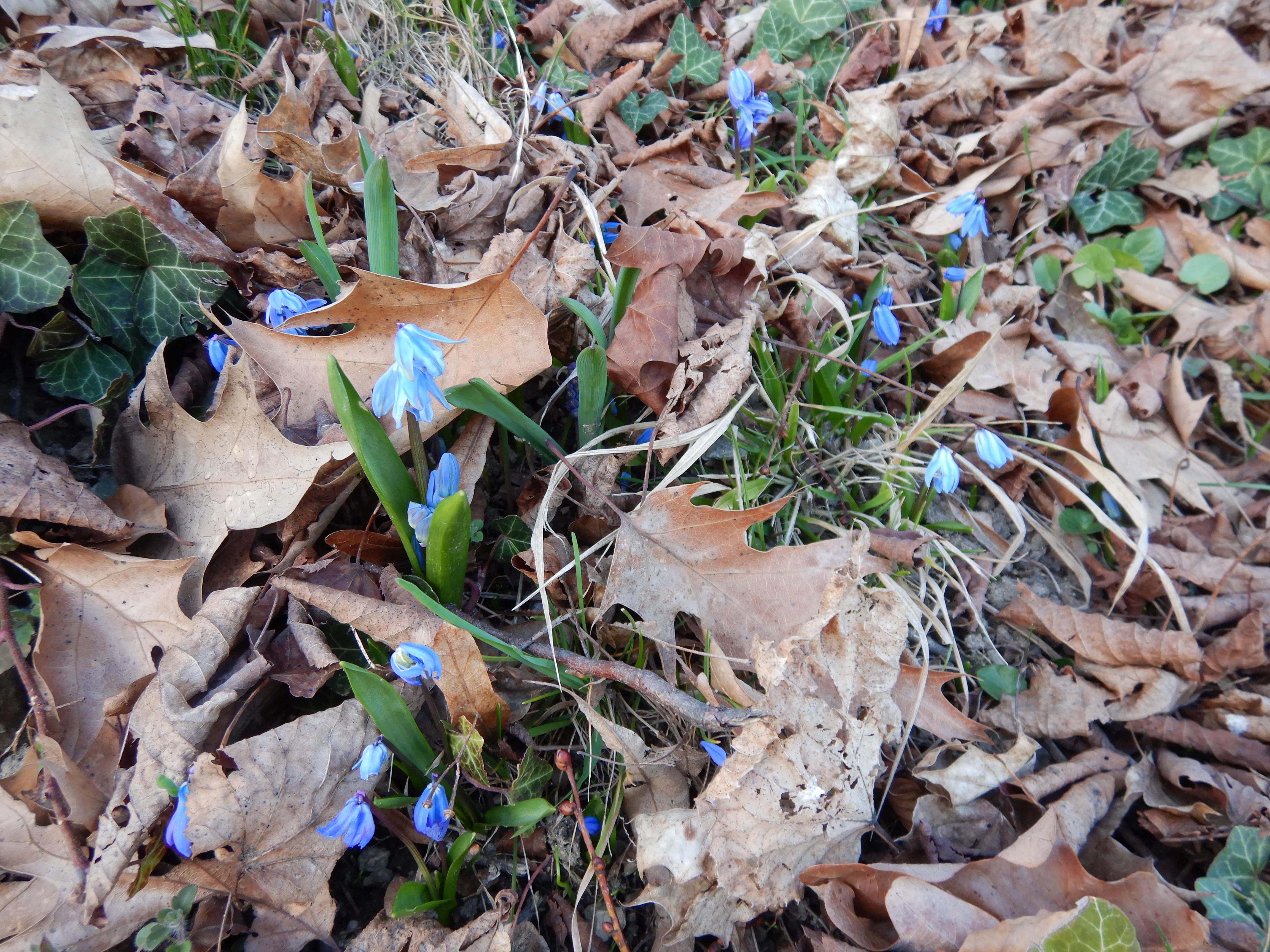 DSCN4388 phäno othocallis siberica linz-nord 2026-03-07.jpg