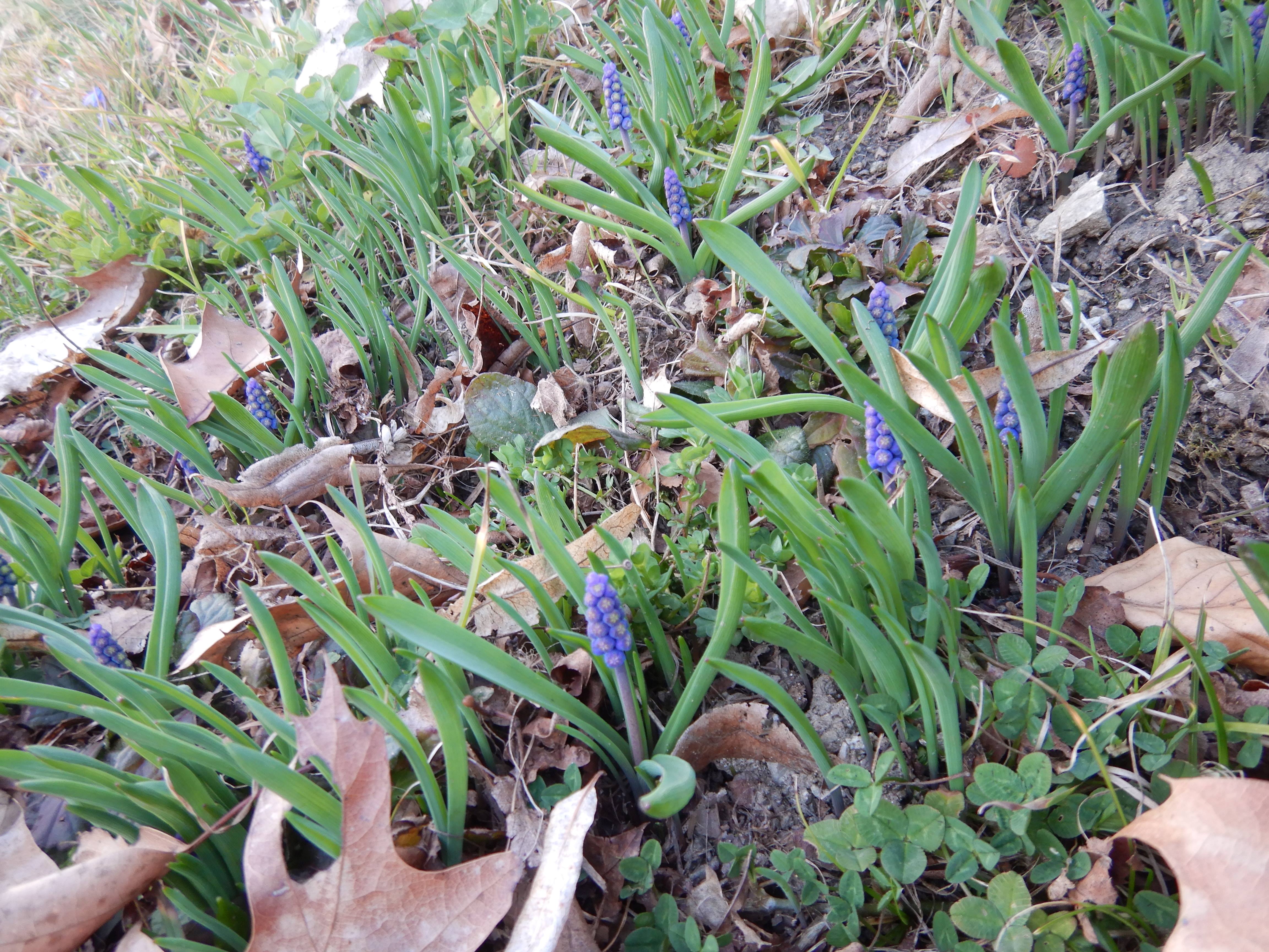 DSCN4390 phäno muscari cf. botryoides linz-nord 2026-03-07.jpg