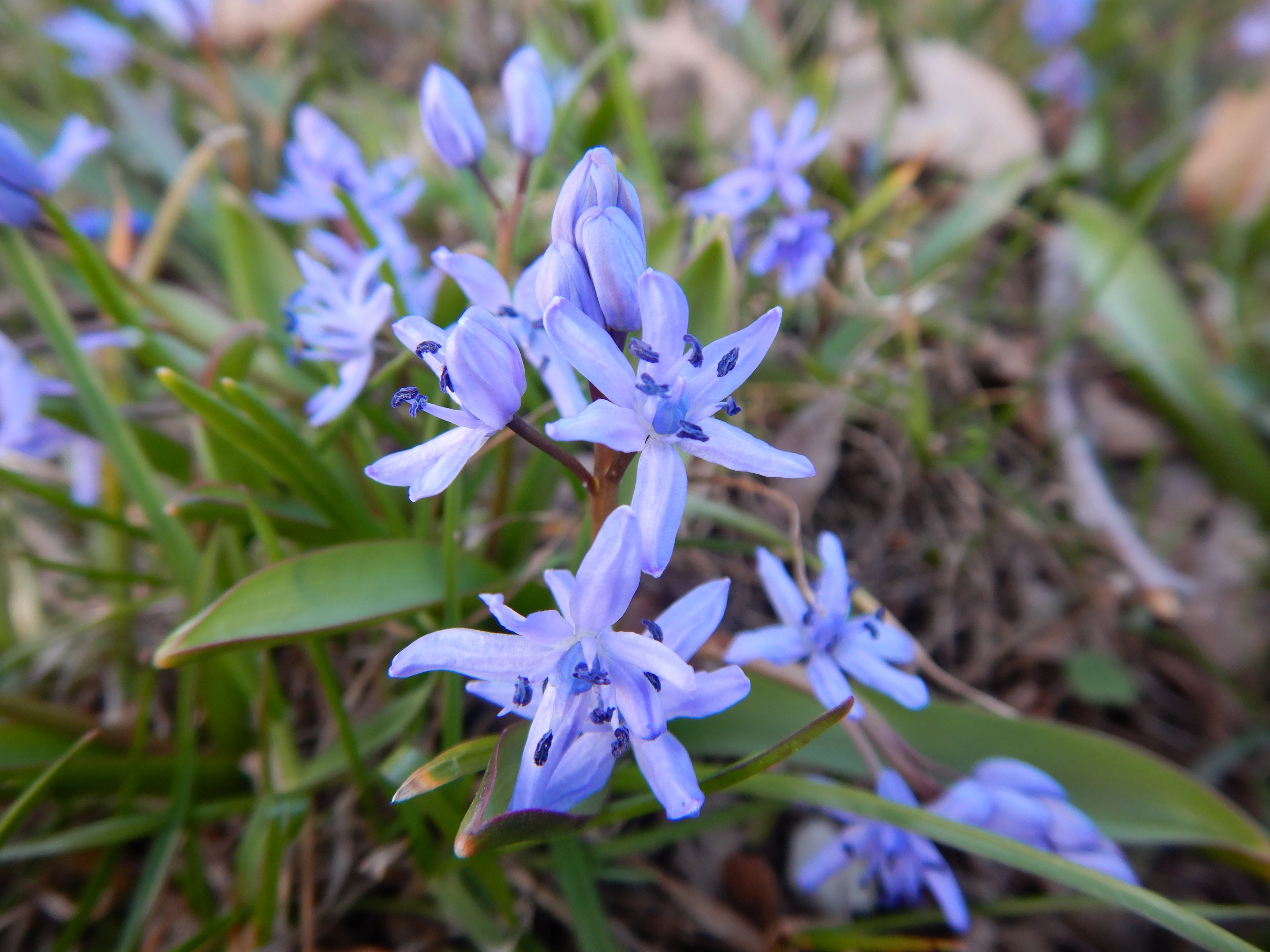 DSCN4395 phäno scilla bifolia agg. linz-nord 2026-03-07.jpg