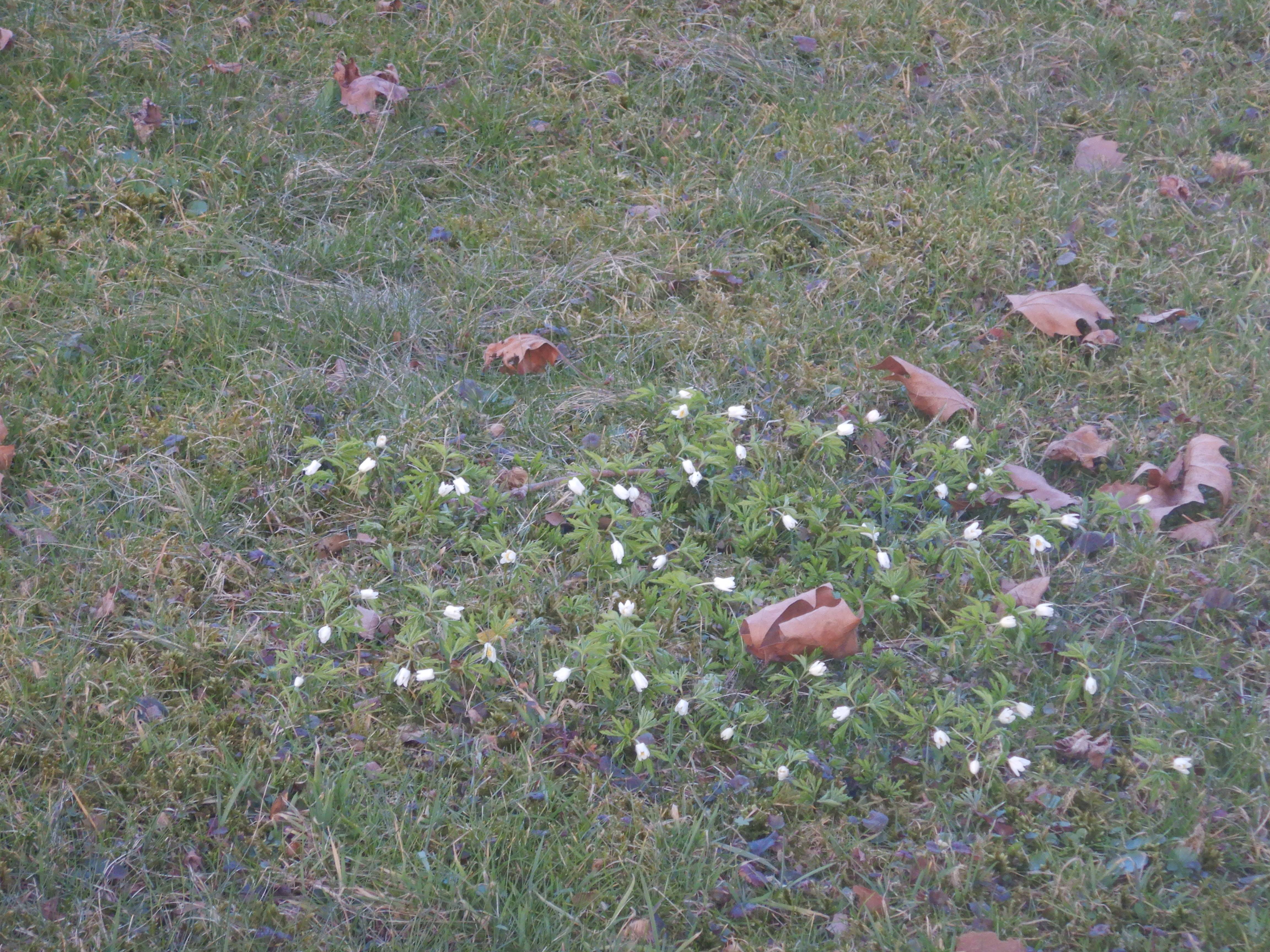 DSCN4400 phäno anemone nemorosa linz-nord 2026-03-07.jpg