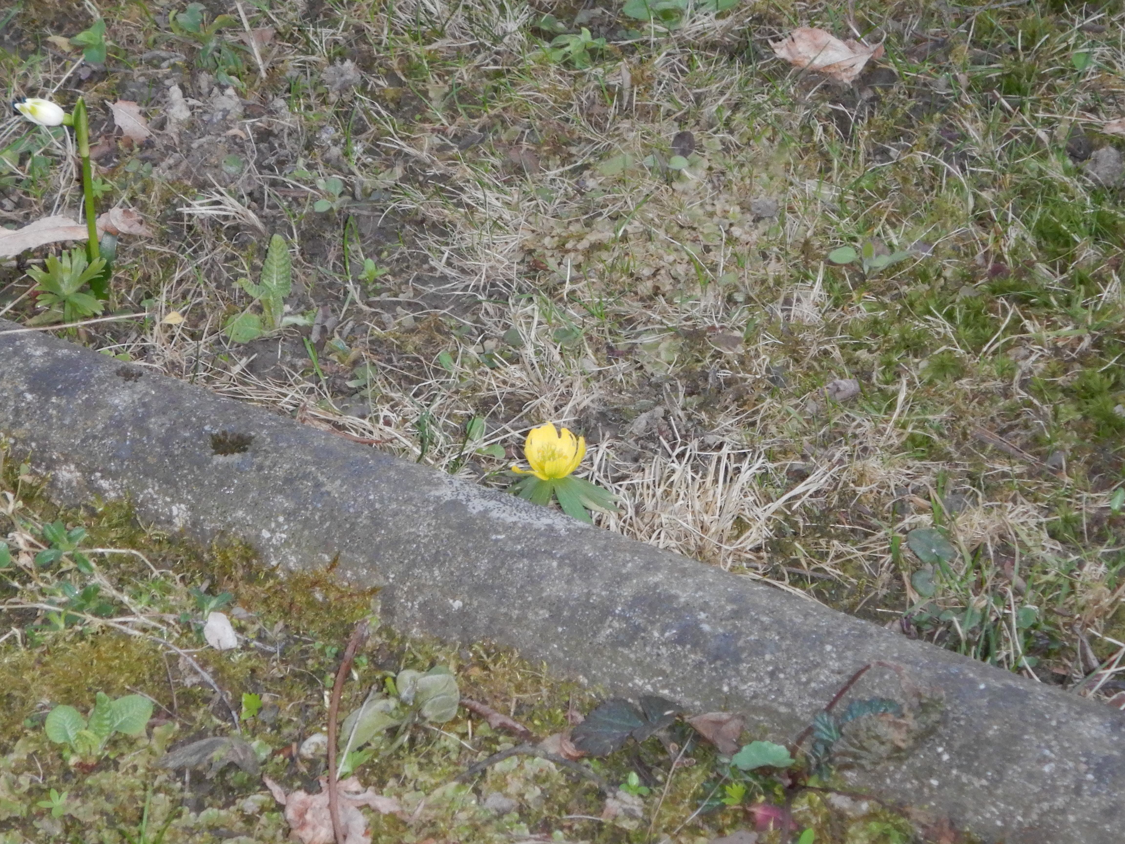 DSCN4408 phäno eranthis hyemalis linz-nord 2026-03-07.jpg