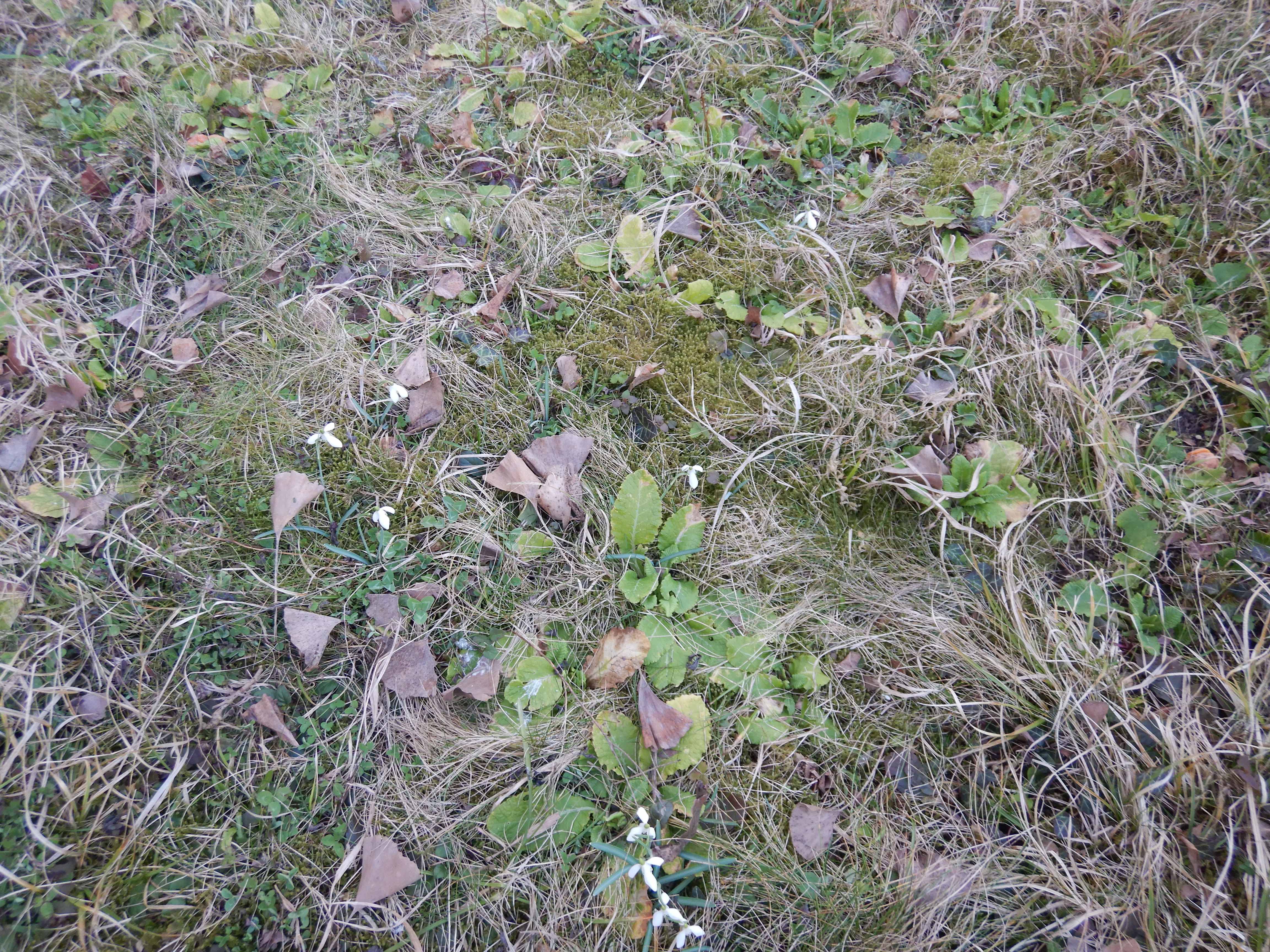 DSCN4409 phäno primula vulgaris, galanthus nivalis linz-nord 2026-03-07.jpg