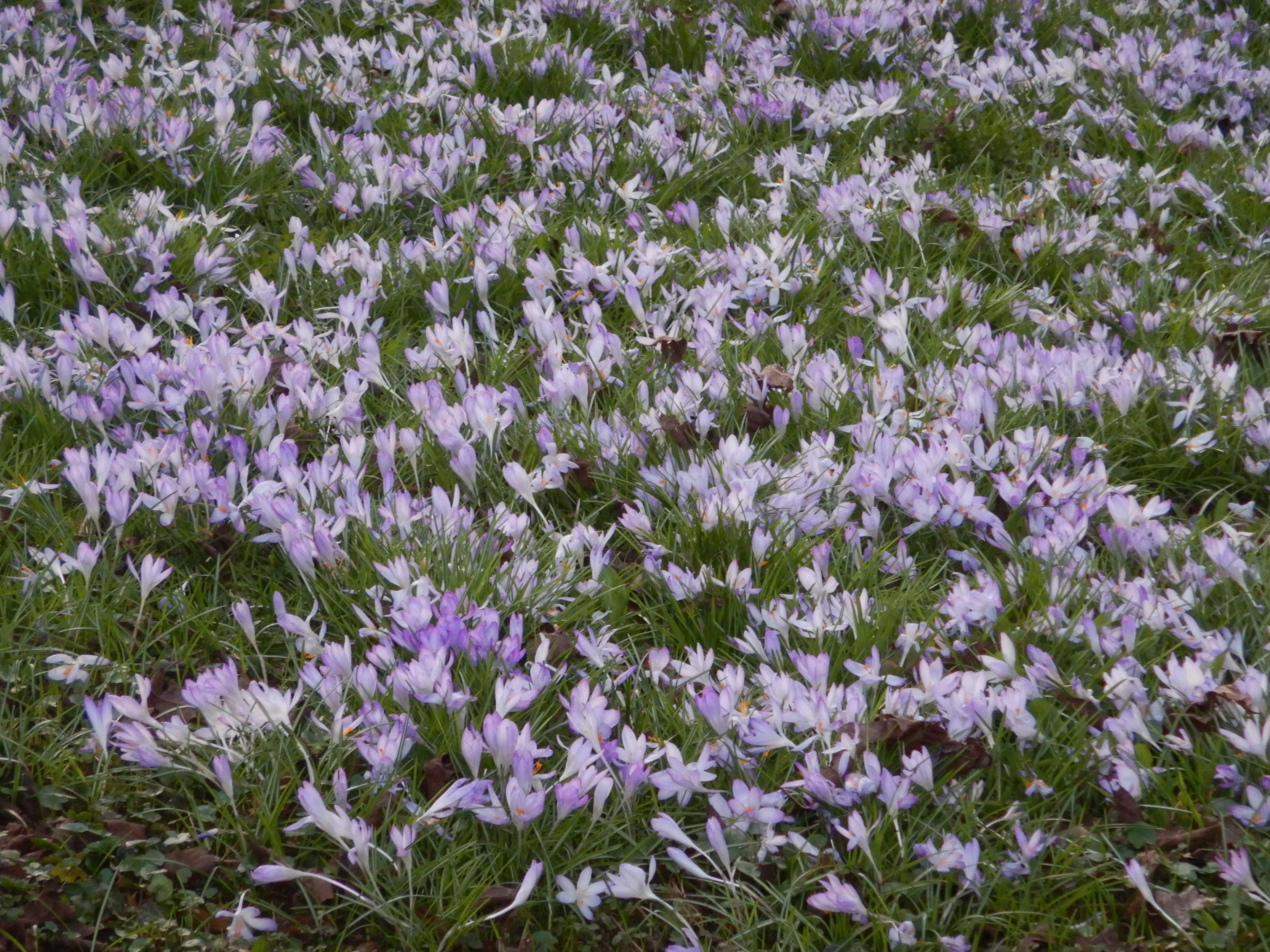 DSCN4417 phäno crocus tommasinianus linz-nord 2026-03-07.jpg