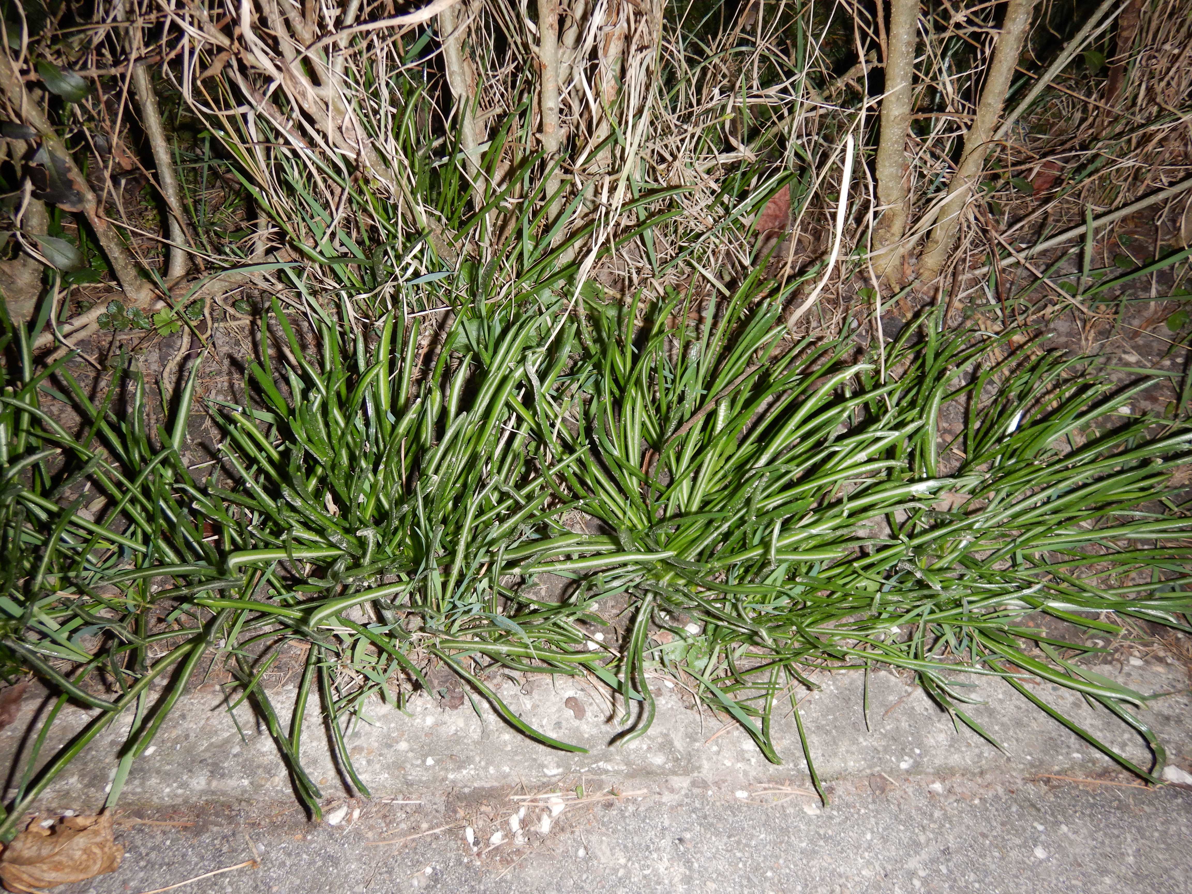 DSCN4431 phäno ornithogalum umbellatum agg. linz-nord 2026-03-07.jpg