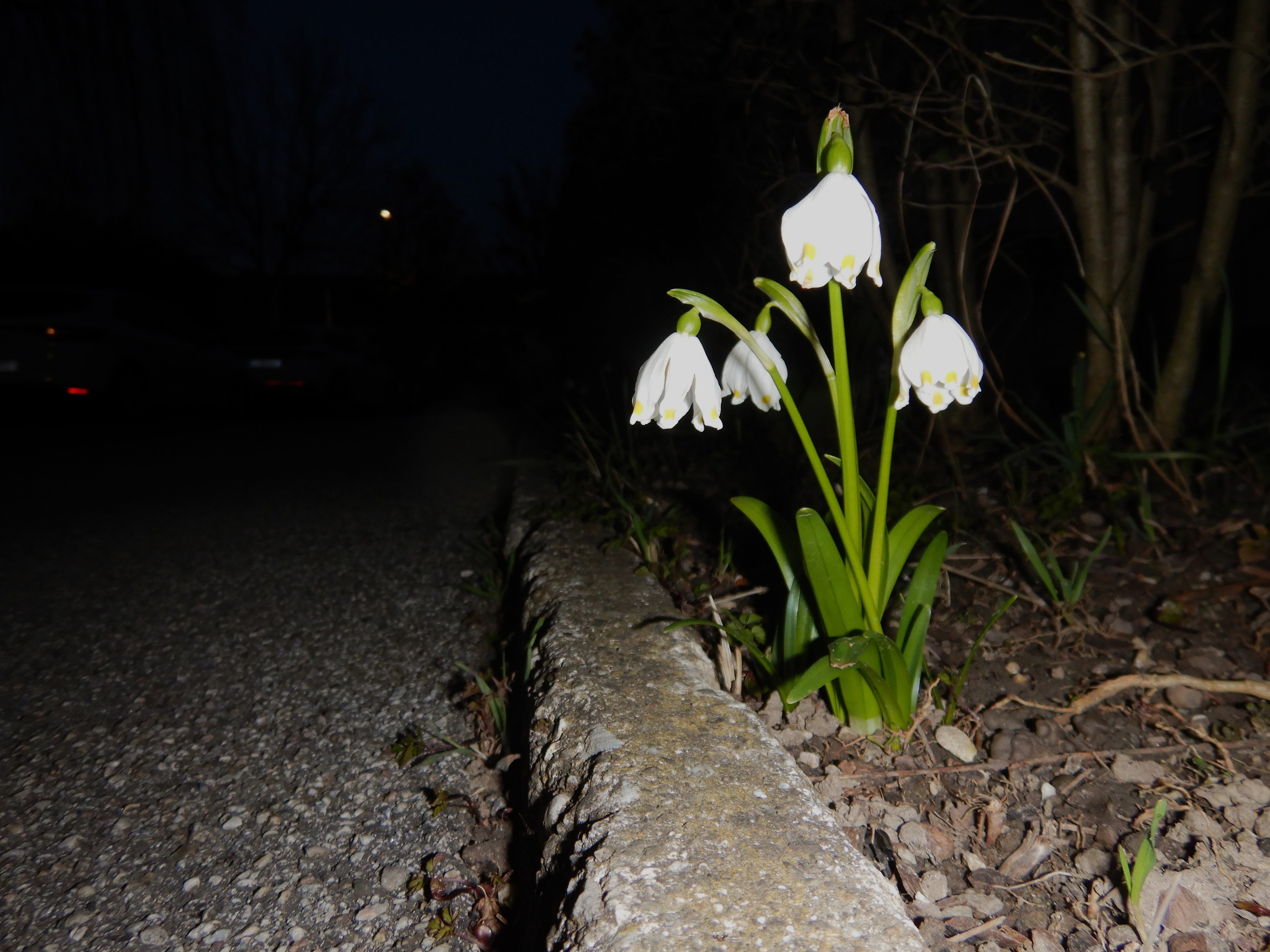 DSCN4436 phäno leucojum vernum linz-nord 2026-03-07.jpg