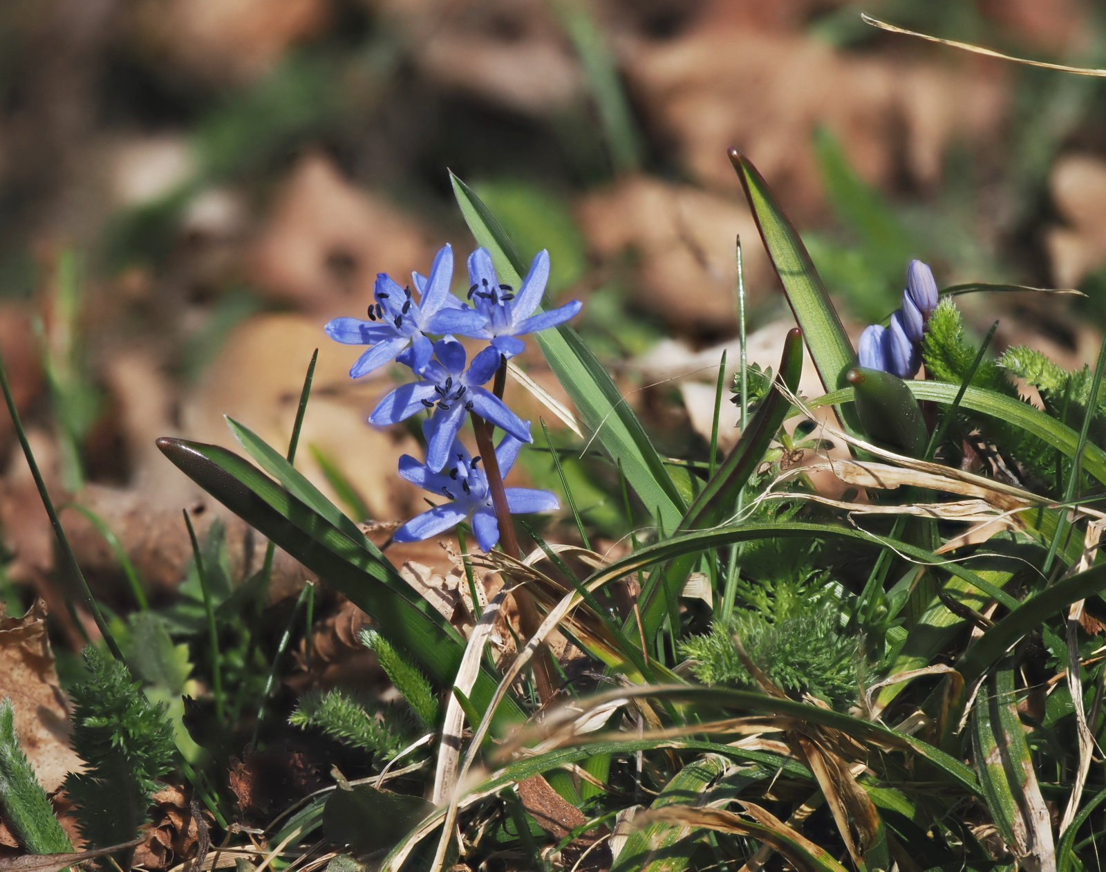 20260307_P3072560_0141_Scilla_bifolia_s_str_nach_Speta_klein.jpg