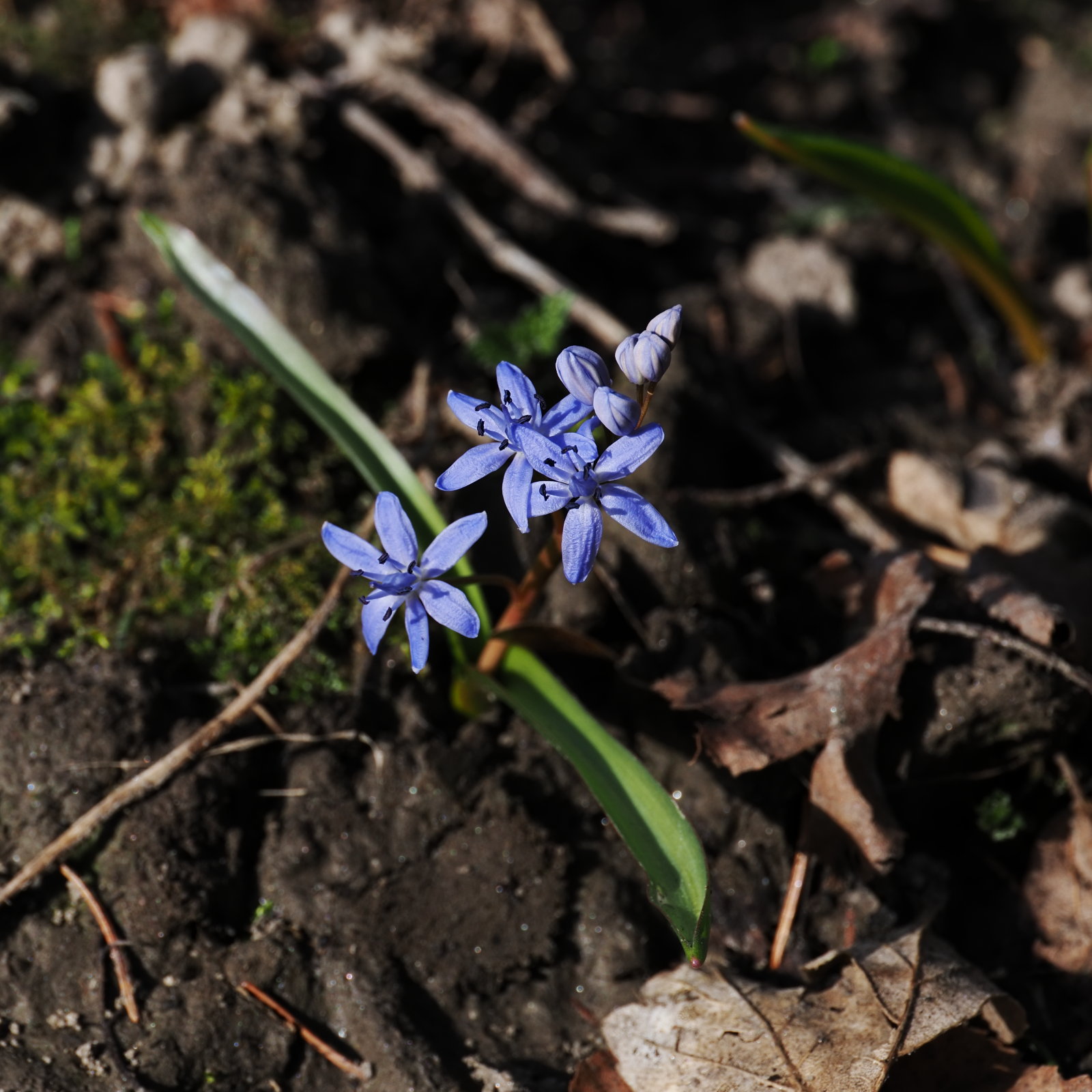 20260307_P3072743_0344_Scilla_bifolia_klein.jpg