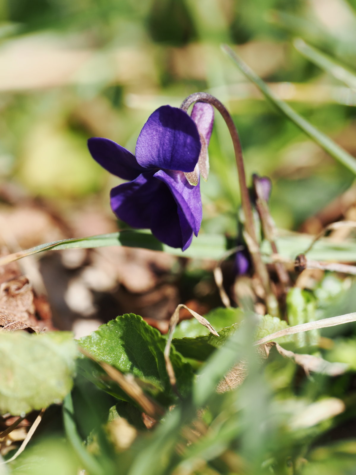 20260307_P3072564_0145_Viola_odorata_klein.jpg
