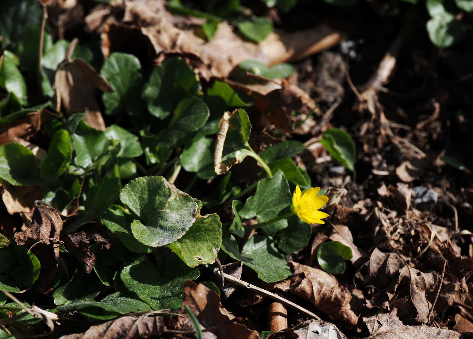 20260307_P3072575_0156_Ficaria_verna_klein.jpg