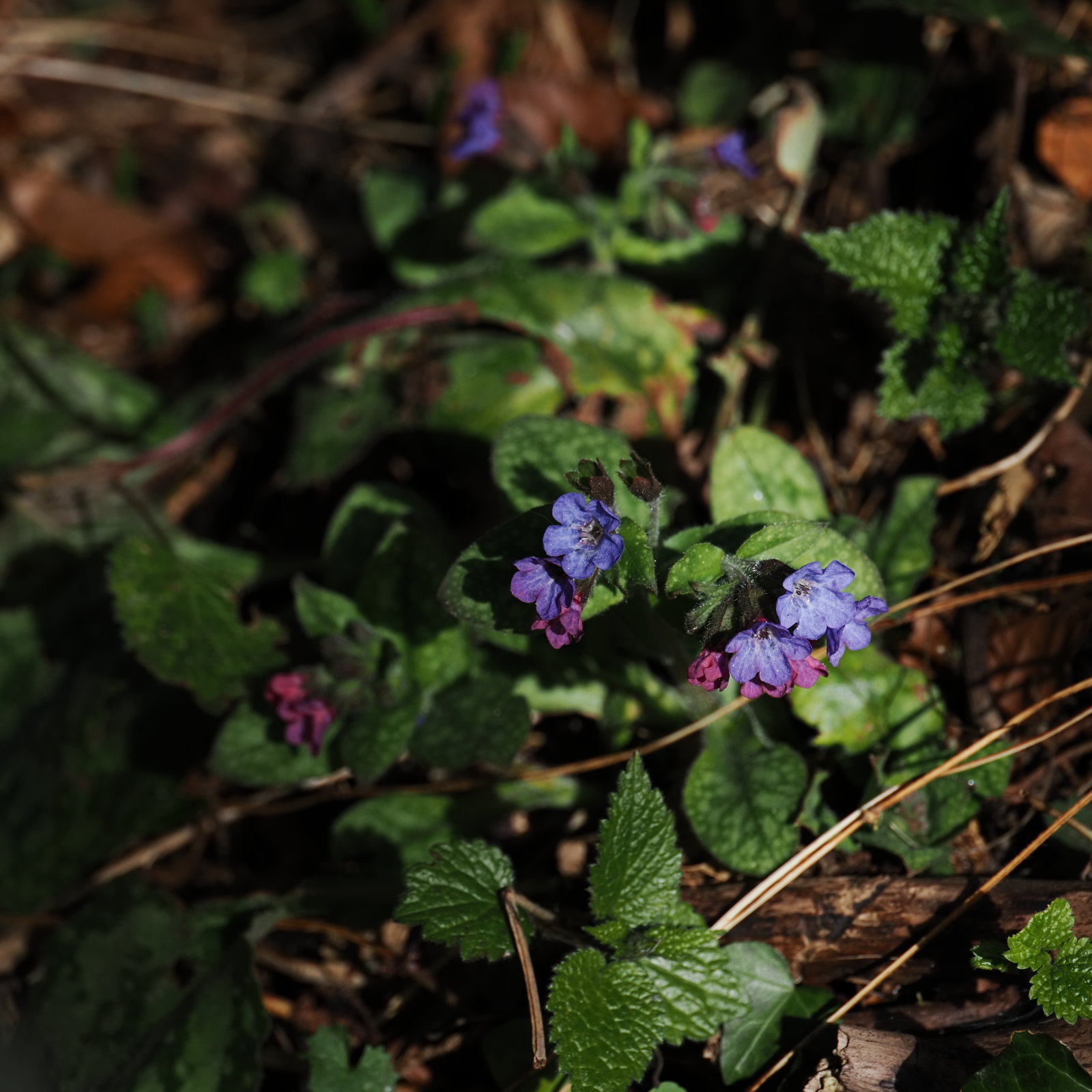 20260307_P3072714_0315_Pulmonaria_officinalis_klein.jpg