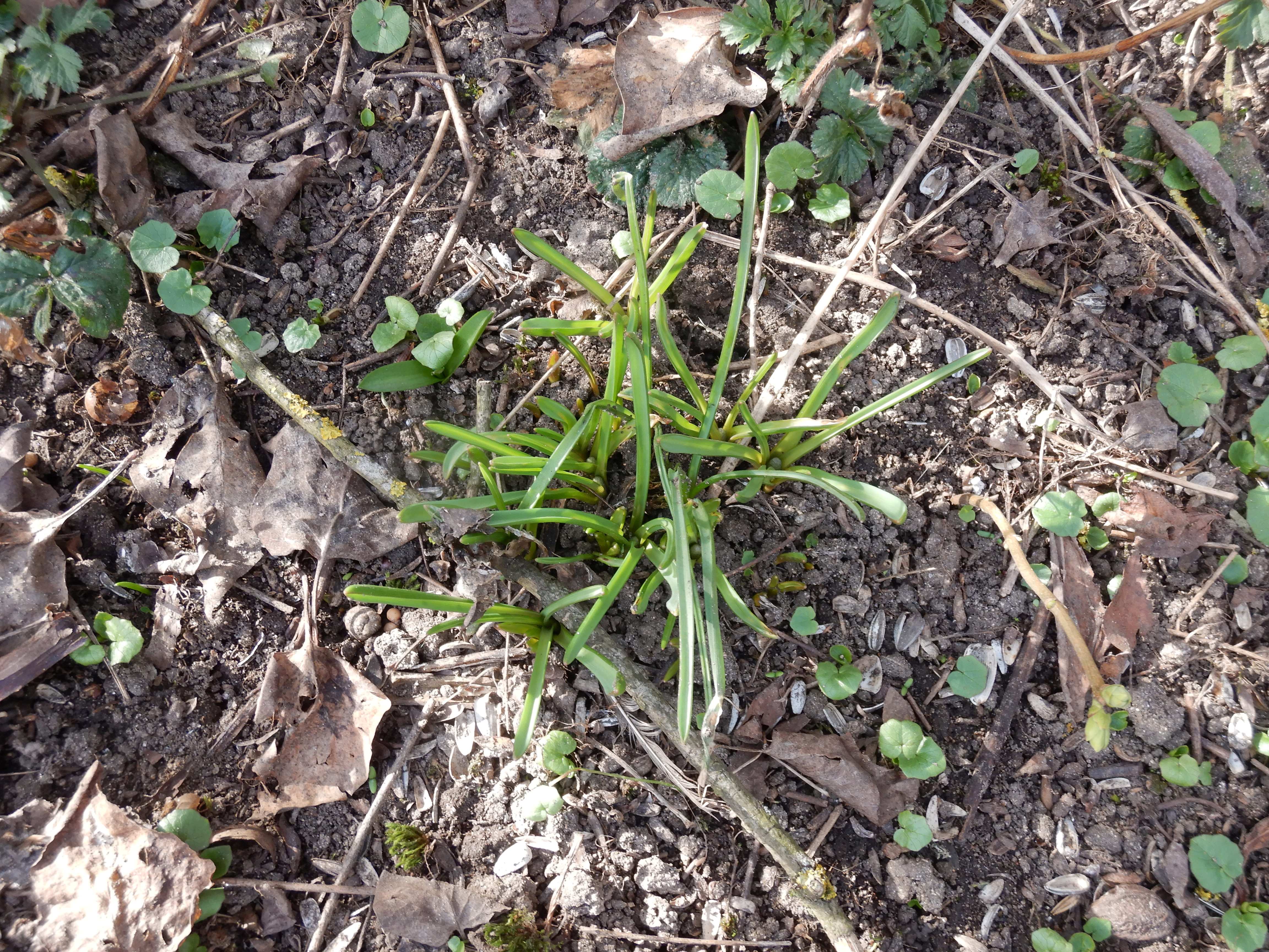 DSCN4447  phäno 2026-02-08 freistadt muscari botryoides.jpg