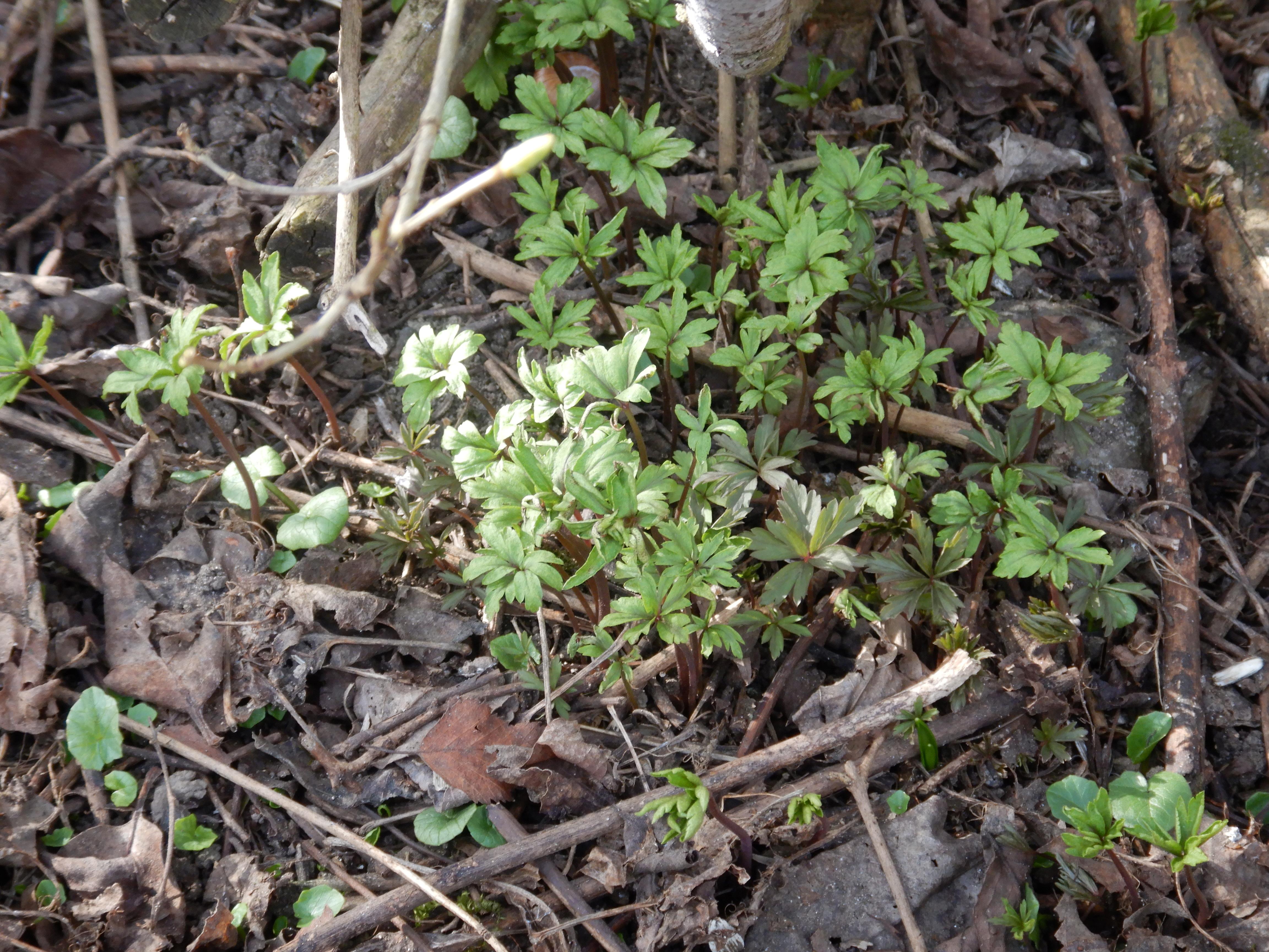 DSCN4448 phäno 2026-02-08 freistadt anemone ranunculoides.jpg