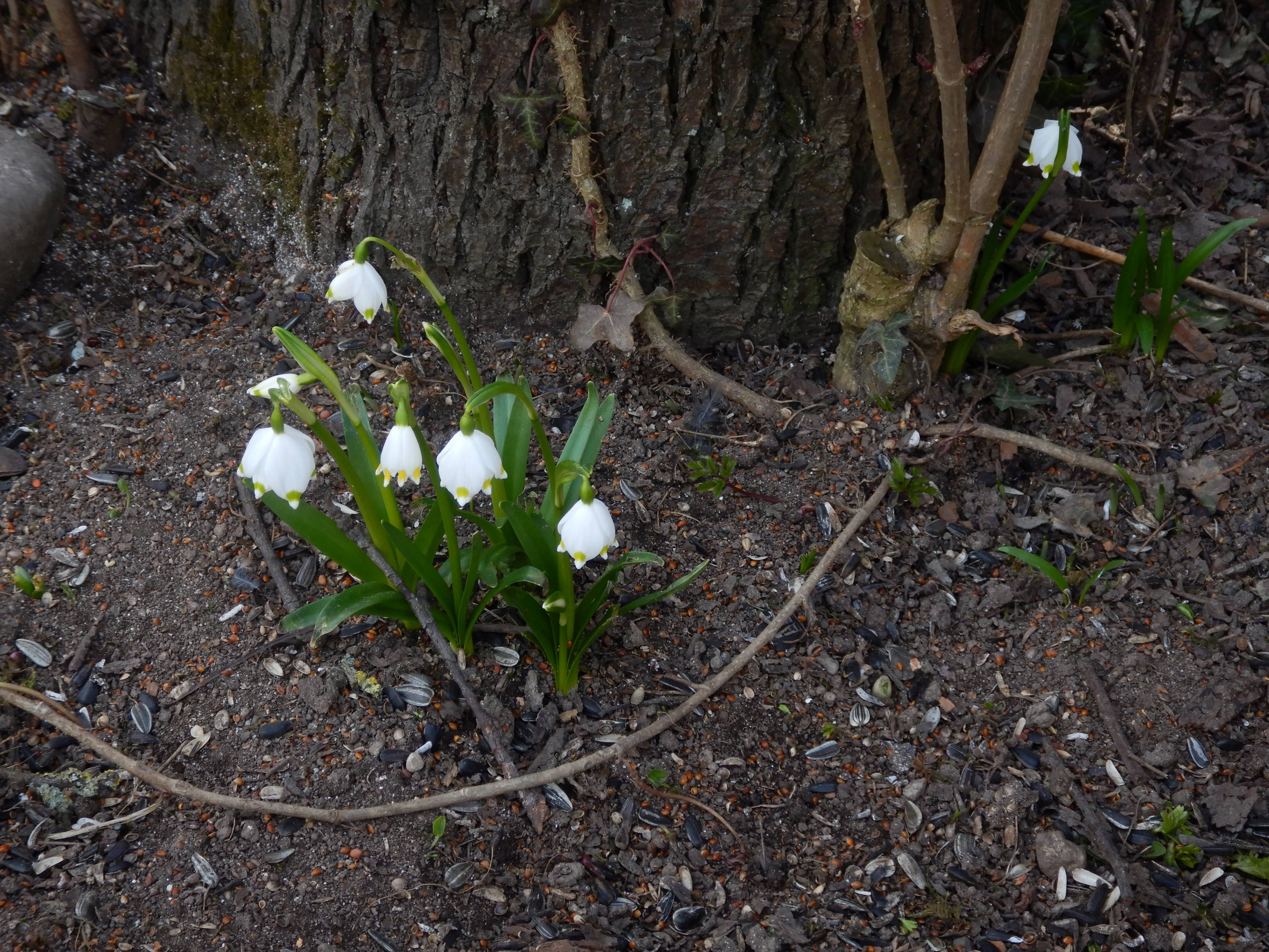 DSCN4449 phäno 2026-02-08 freistadt leucojum vernum.jpg
