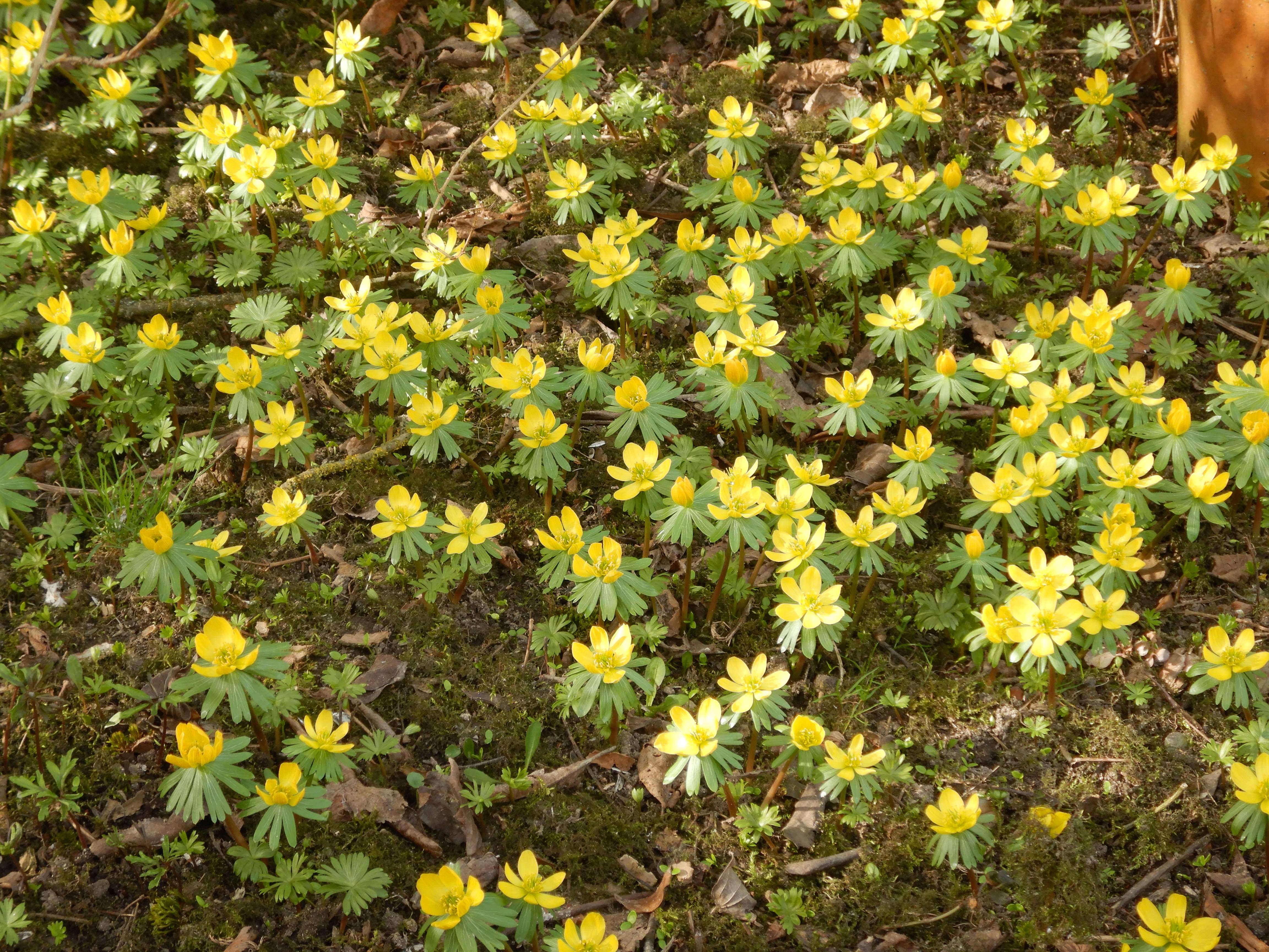 DSCN4451 phäno 2026-02-08 freistadt eranthis hyemalis.jpg