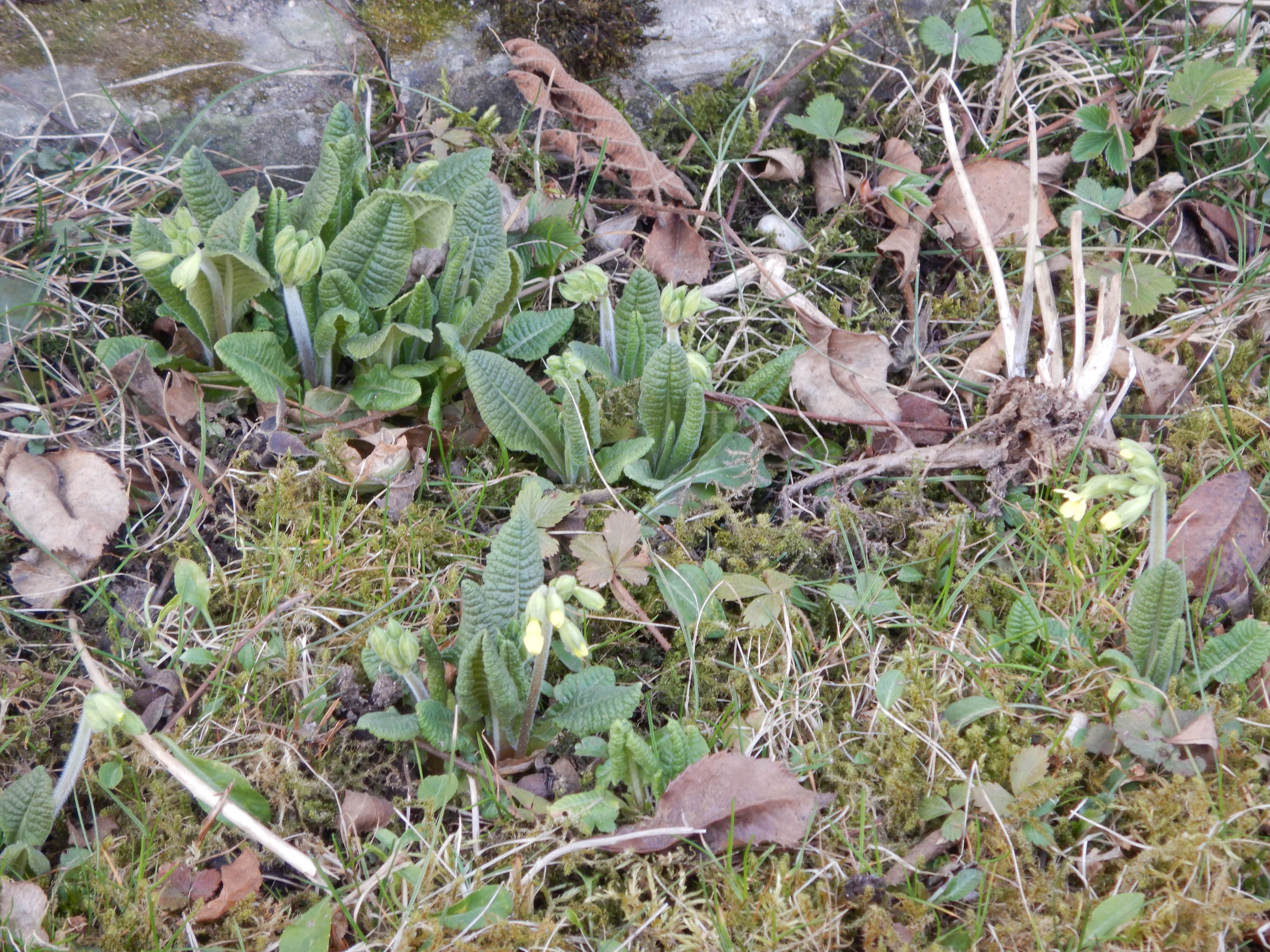DSCN4465 phäno 2026-02-08 freistadt primula elatior.jpg
