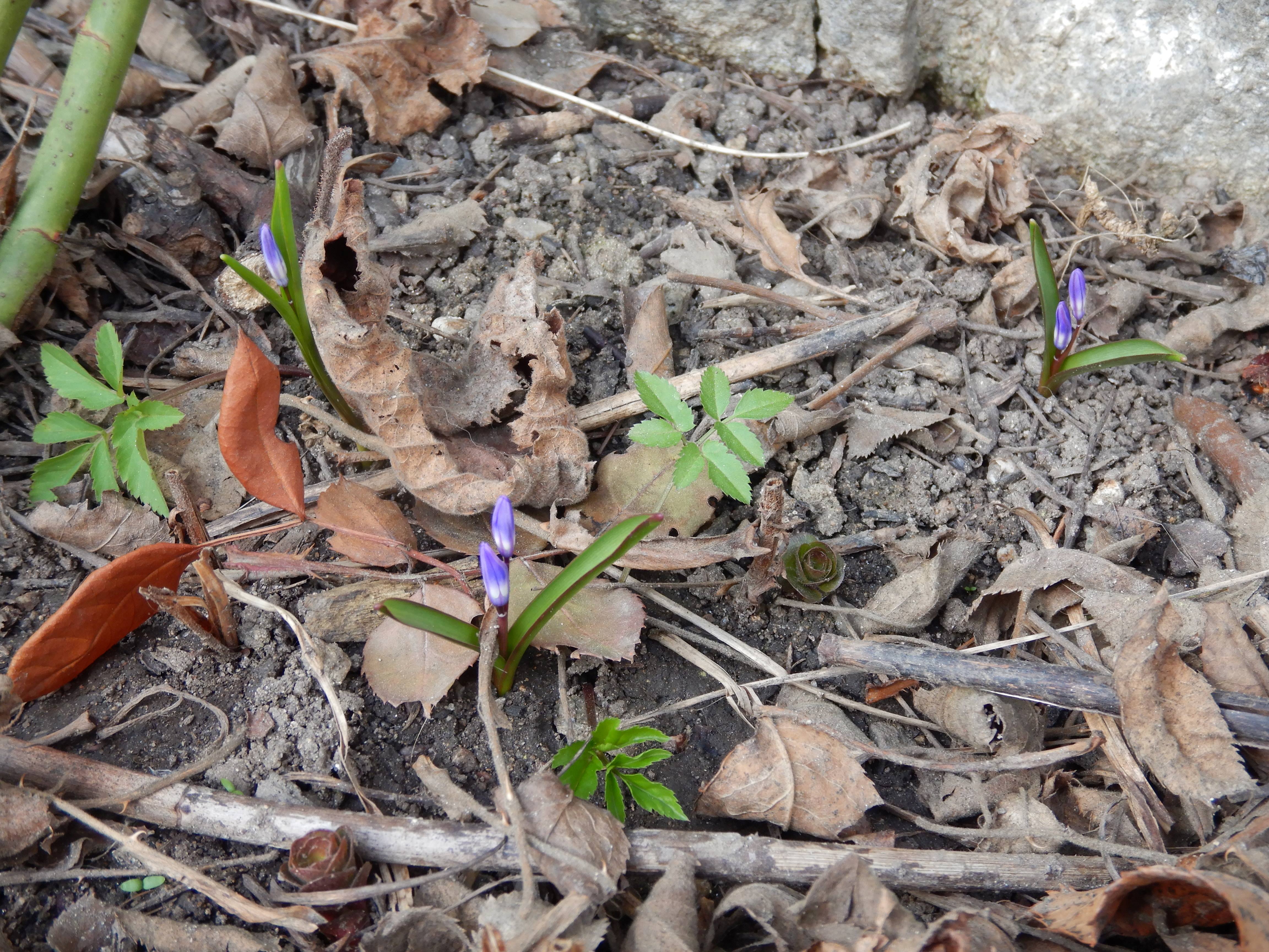 DSCN4468 phäno 2026-02-08 freistadt scilla cf. luciliae.jpg