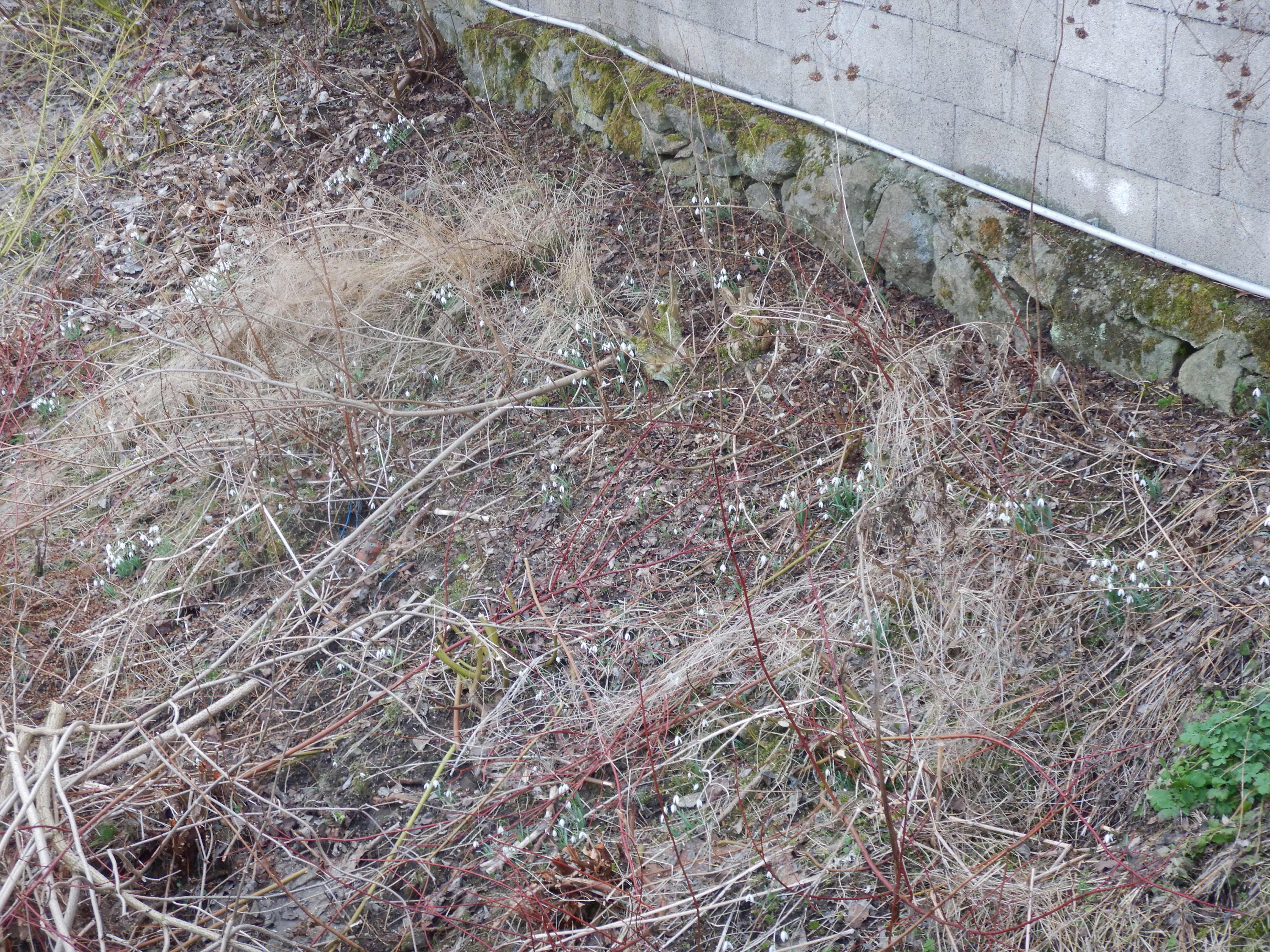 DSCN4504 phäno 2026-02-08 freistadt galanthus nivalis.jpg