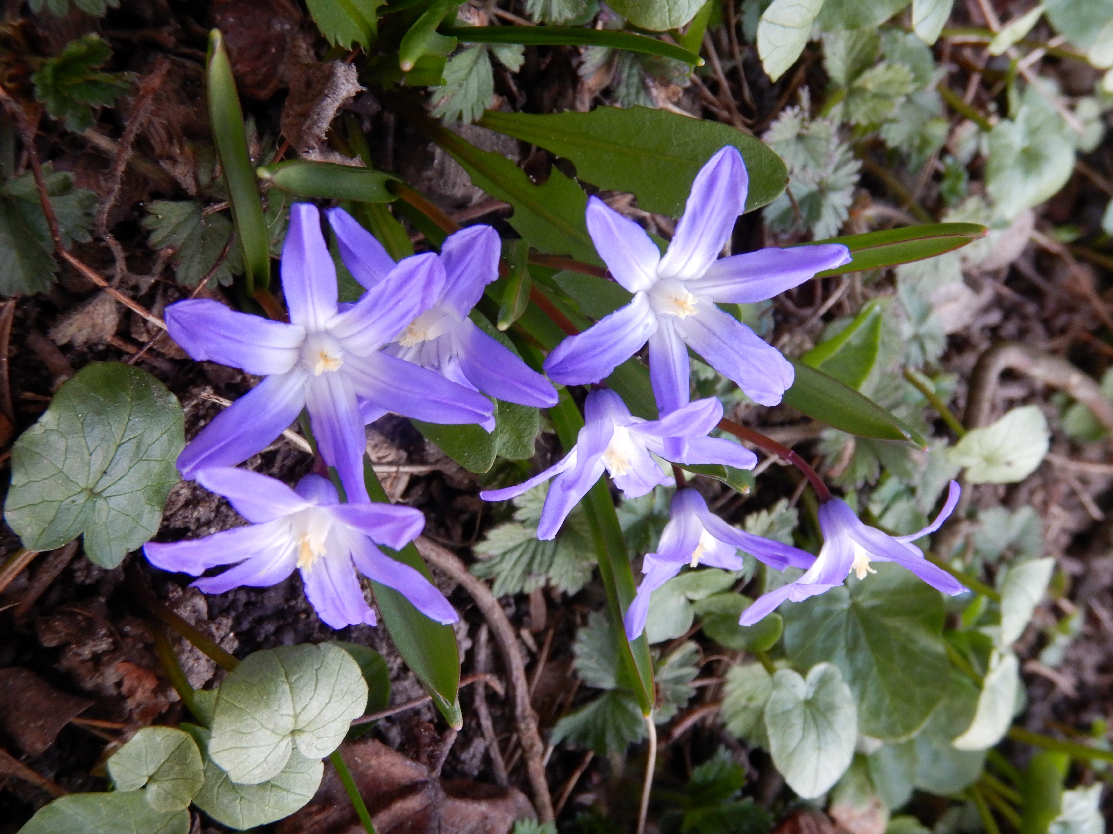 DSCN4538 phäno 2026-02-08 freistadt scilla cf. luciliae.jpg