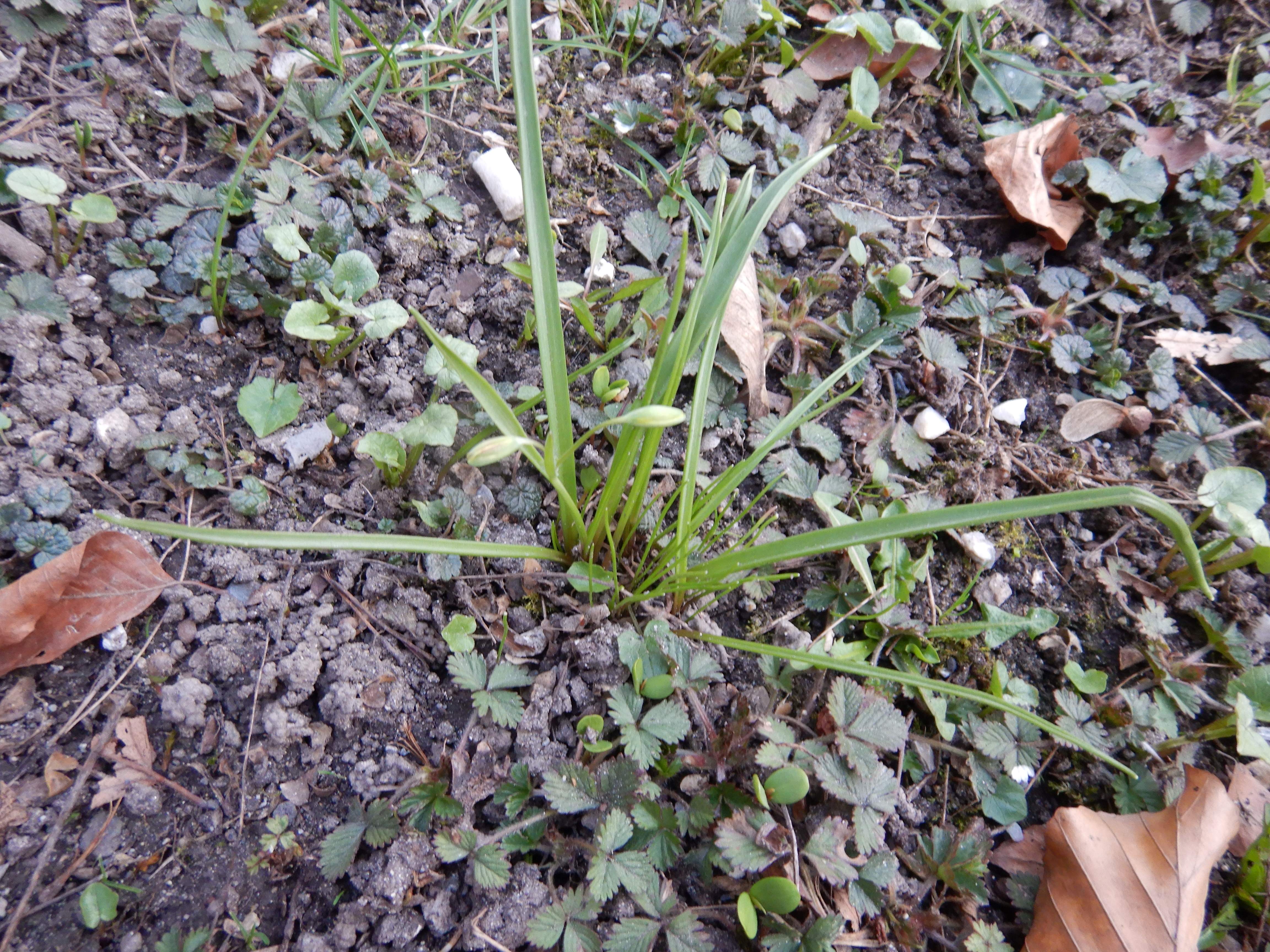 DSCN4561 phäno 2026-02-08 freistadt gagea lutea.jpg