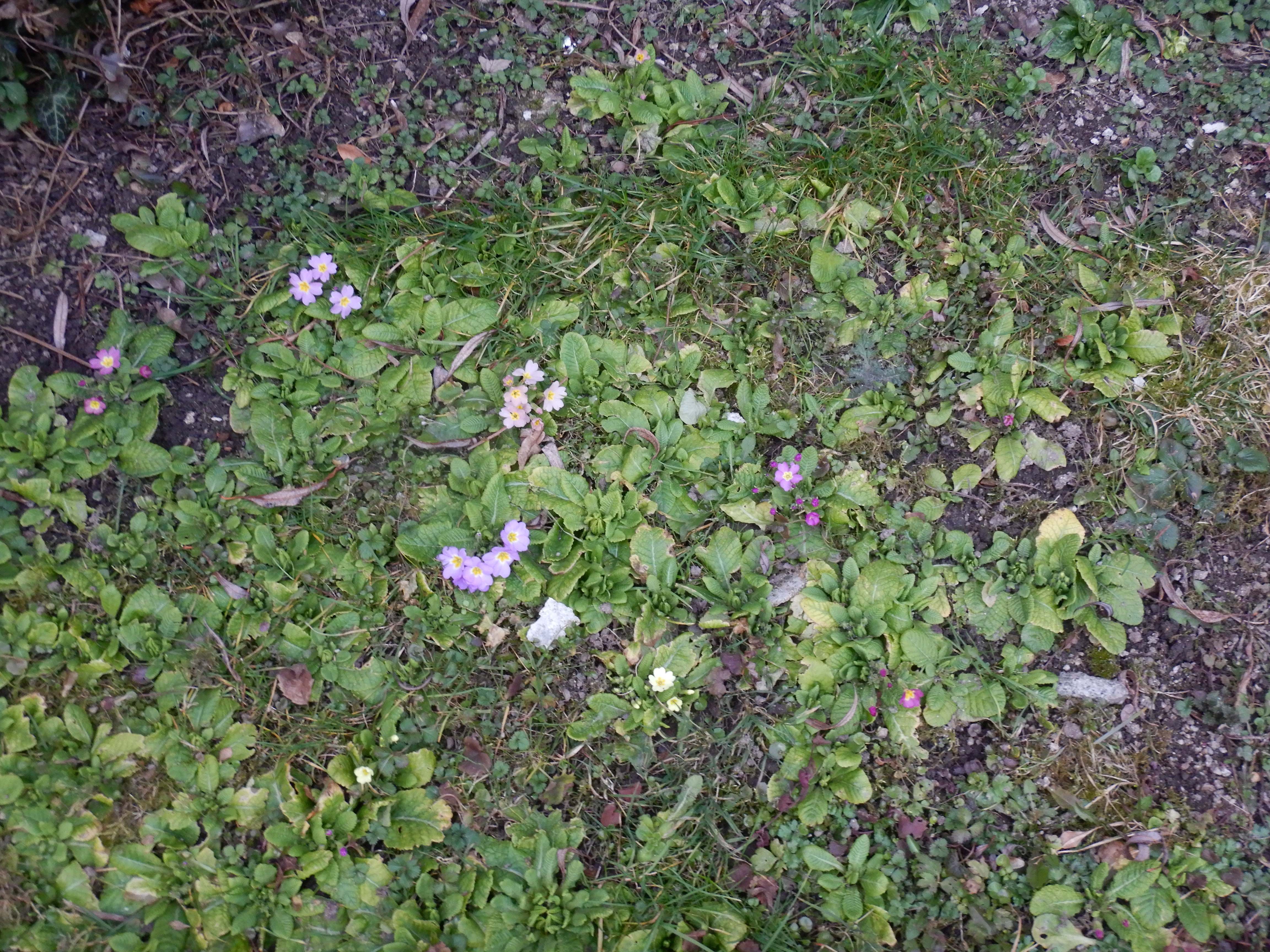 DSCN4566 phäno 2026-02-08 freistadt primula vulgaris.jpg