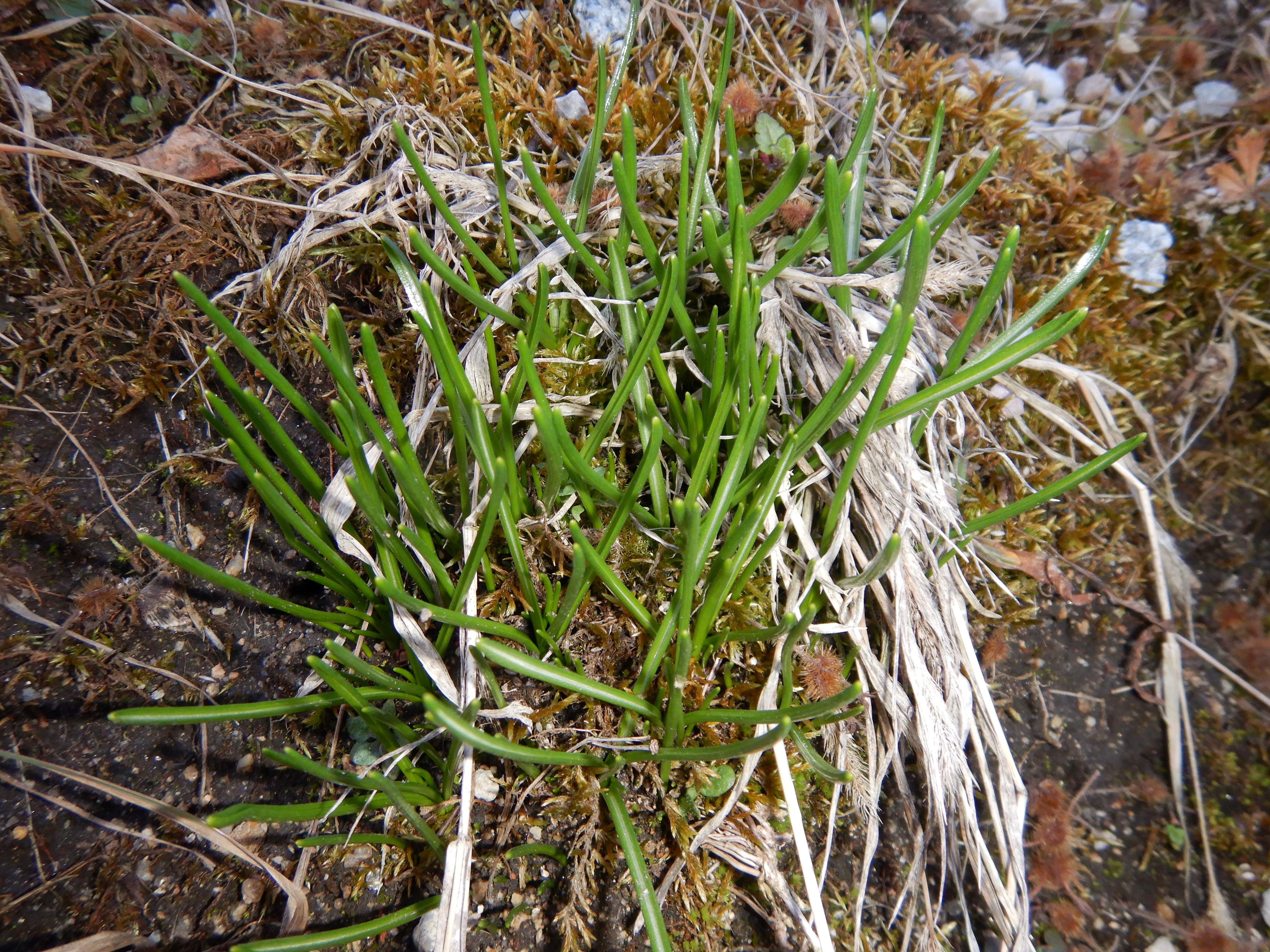 DSCN4625 phäno 2026-02-08 freistadt ornithogalum umbellatum agg..jpg