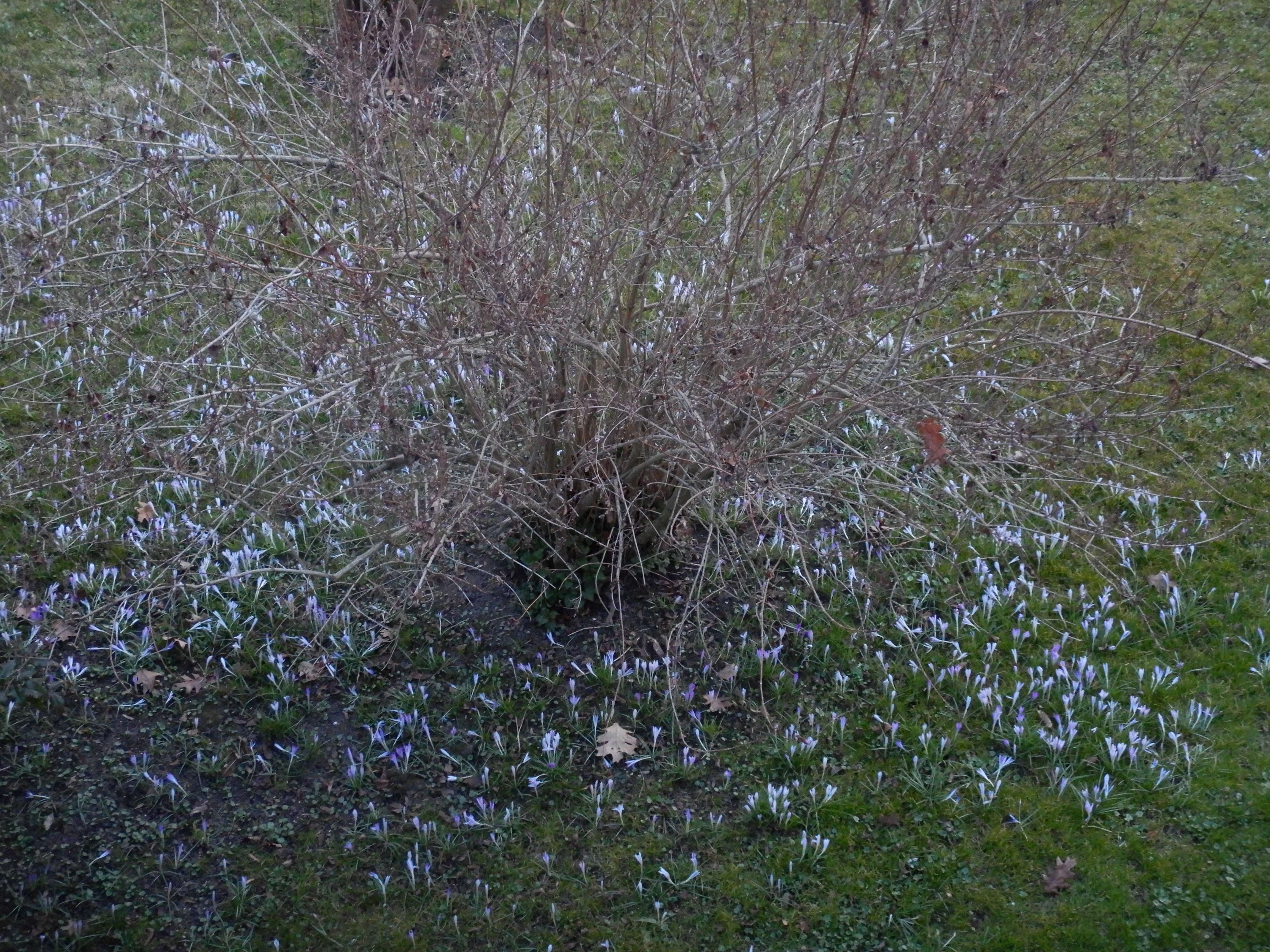 DSCN4635 phäno 2026-02-08 freistadt crocus tommasinianus.jpg