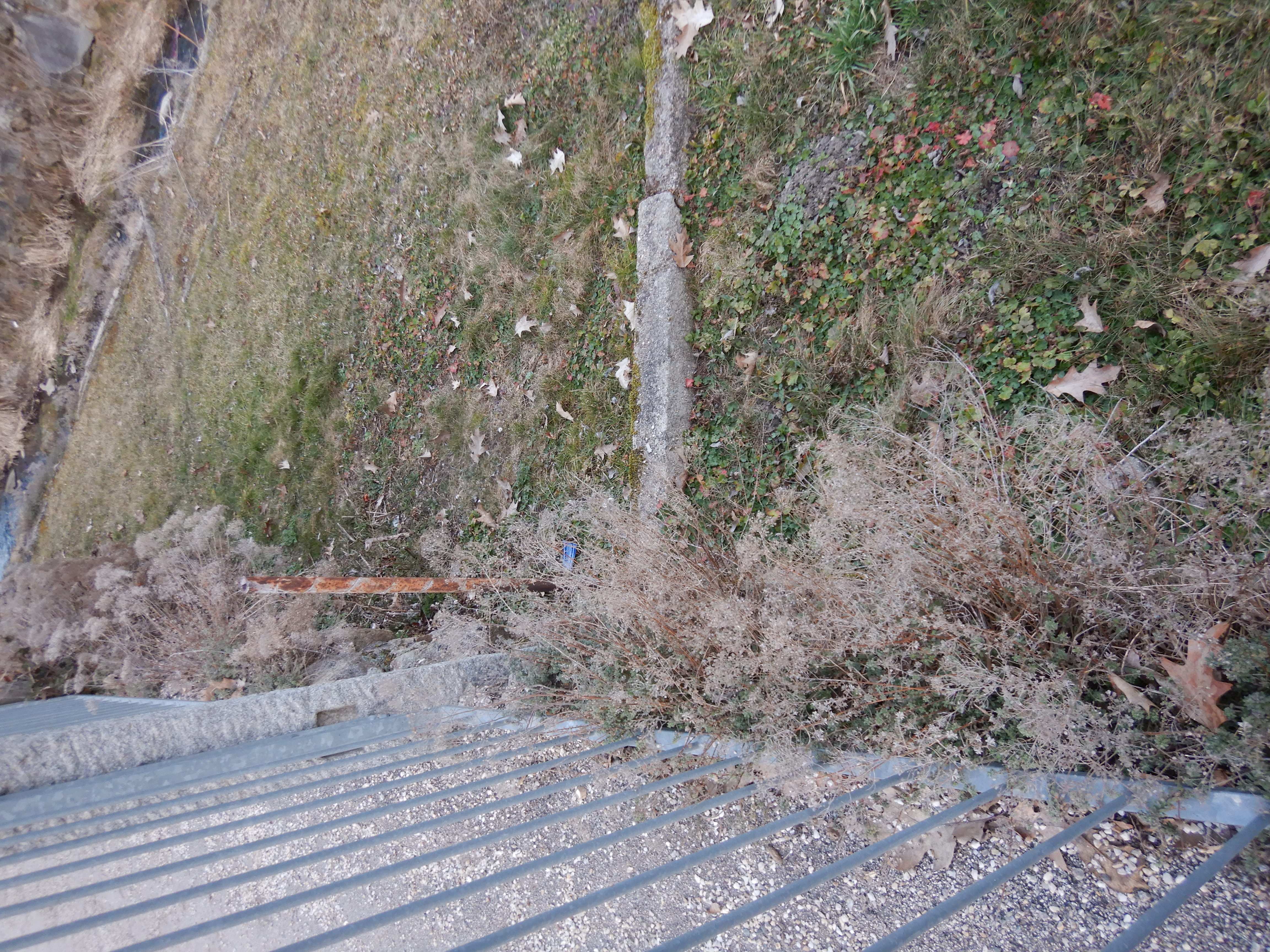 DSCN4591 brassicacee freistadt 2026-02-08.jpg