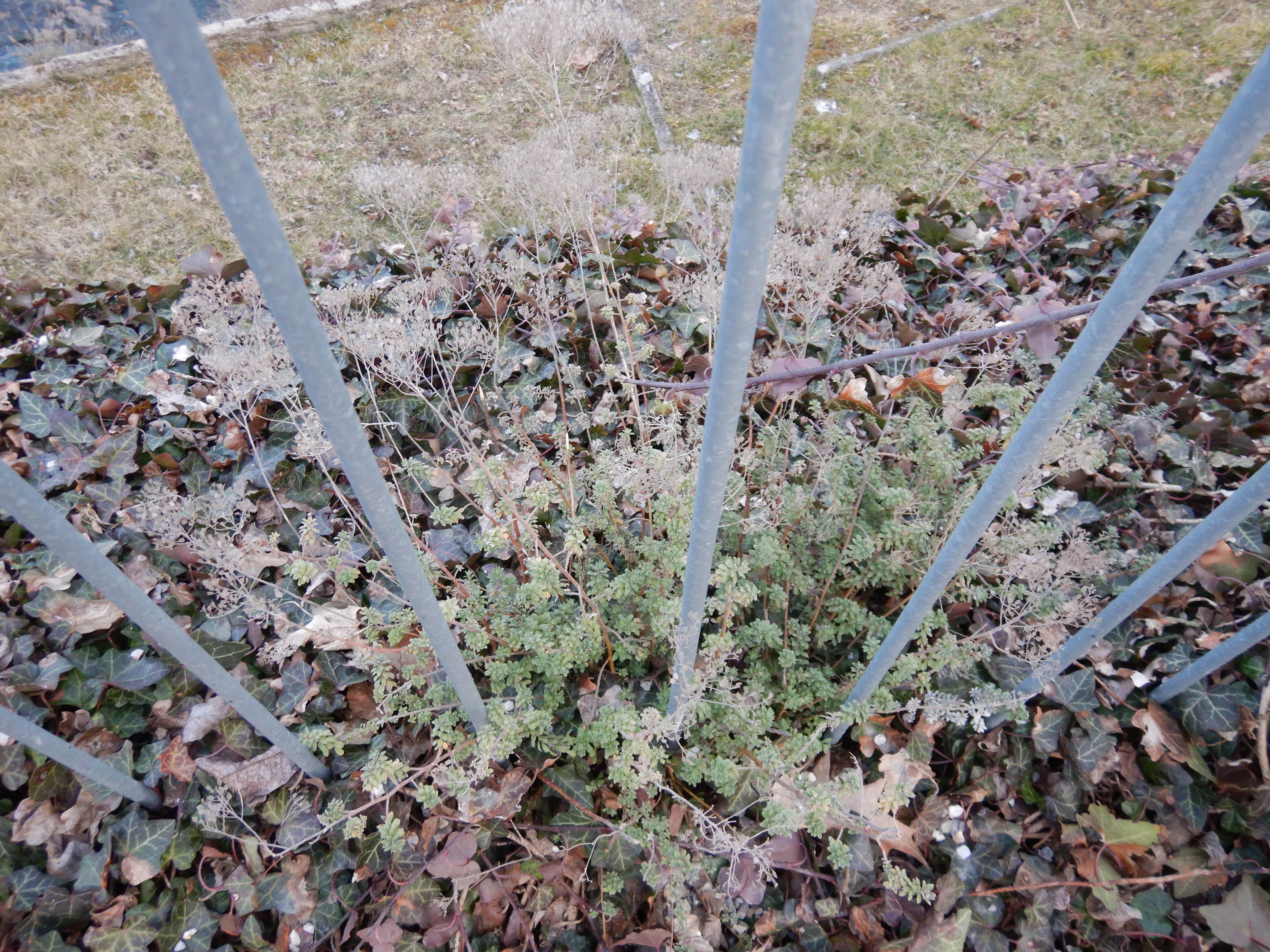 DSCN4593 brassicacee freistadt 2026-02-08.jpg