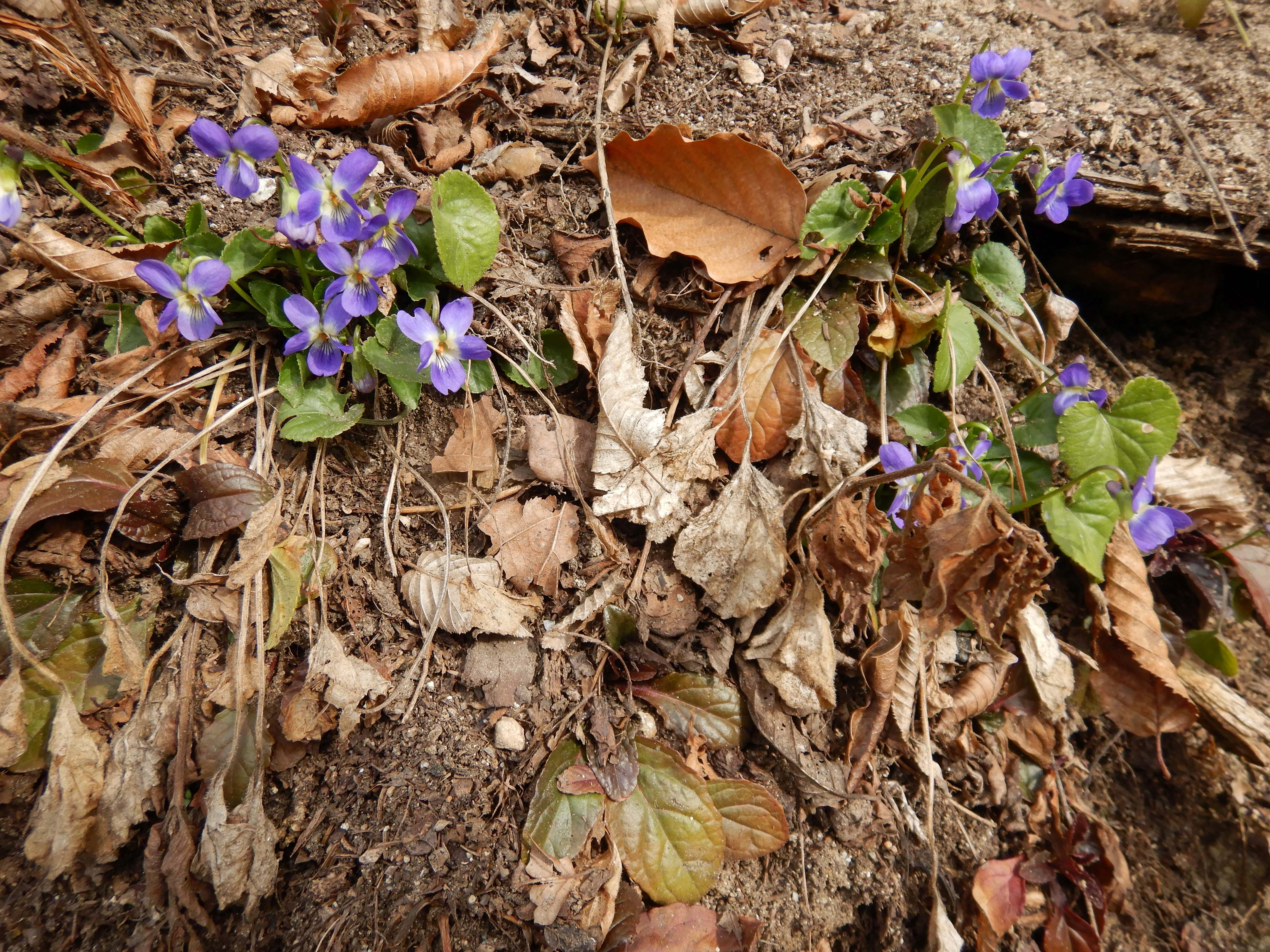 DSCN4736 phäno 2026-02-09 viola suavis feldaisttal unter pregarten.jpg