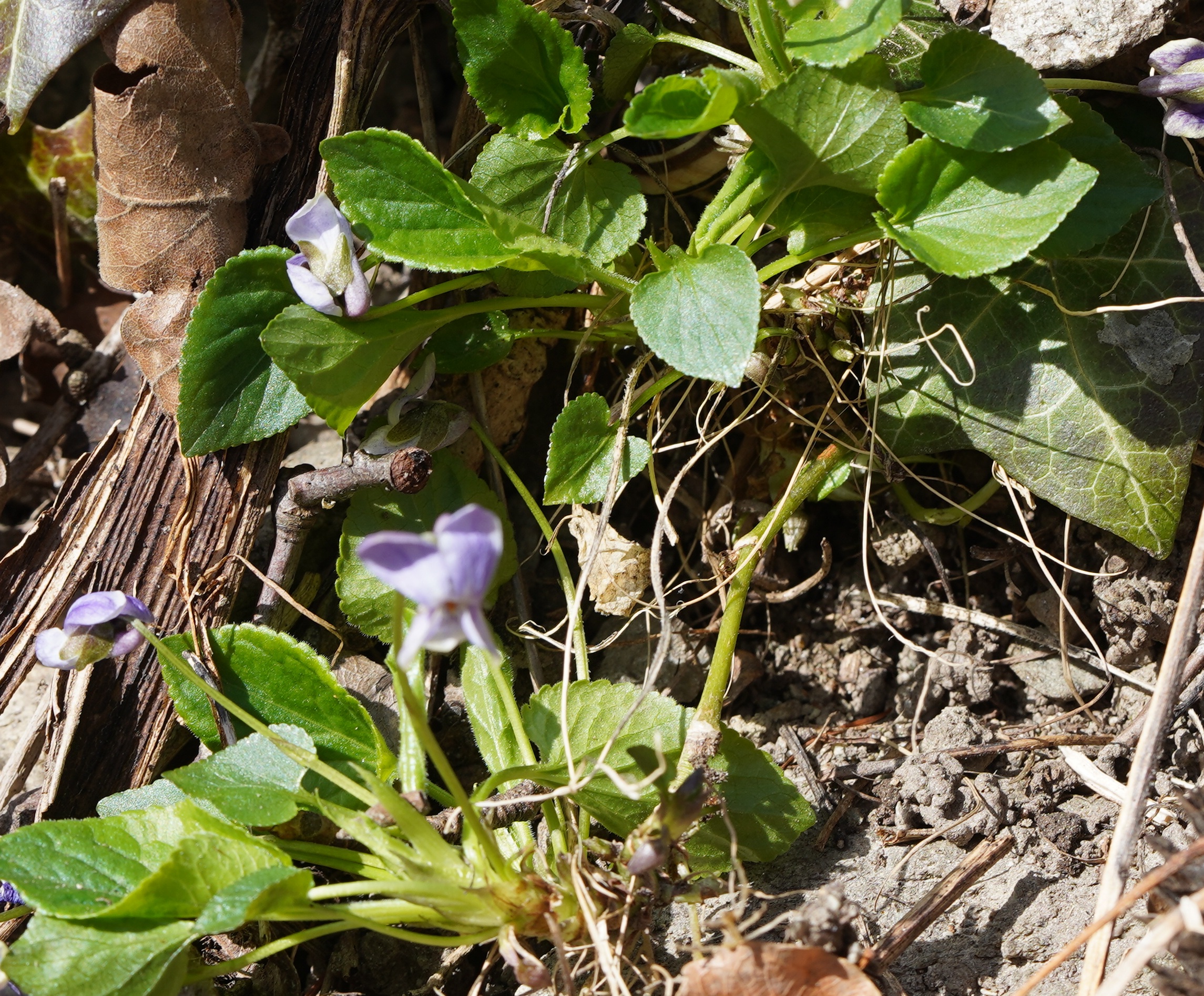 DSC00523 - Kopie.JPG