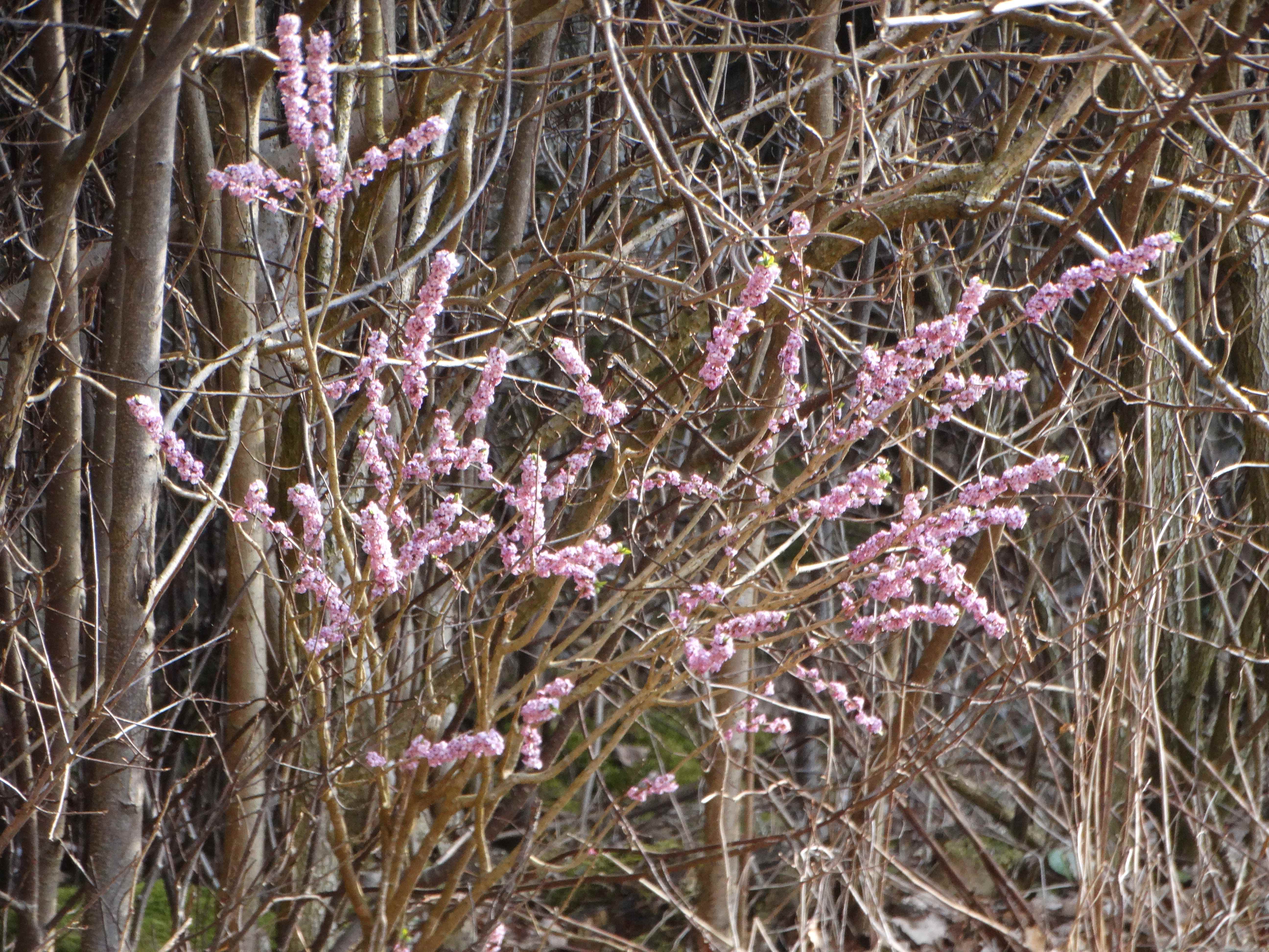 DSC07840 phäno 2026-03-11 daphne mezereum lest s freistadt.jpg
