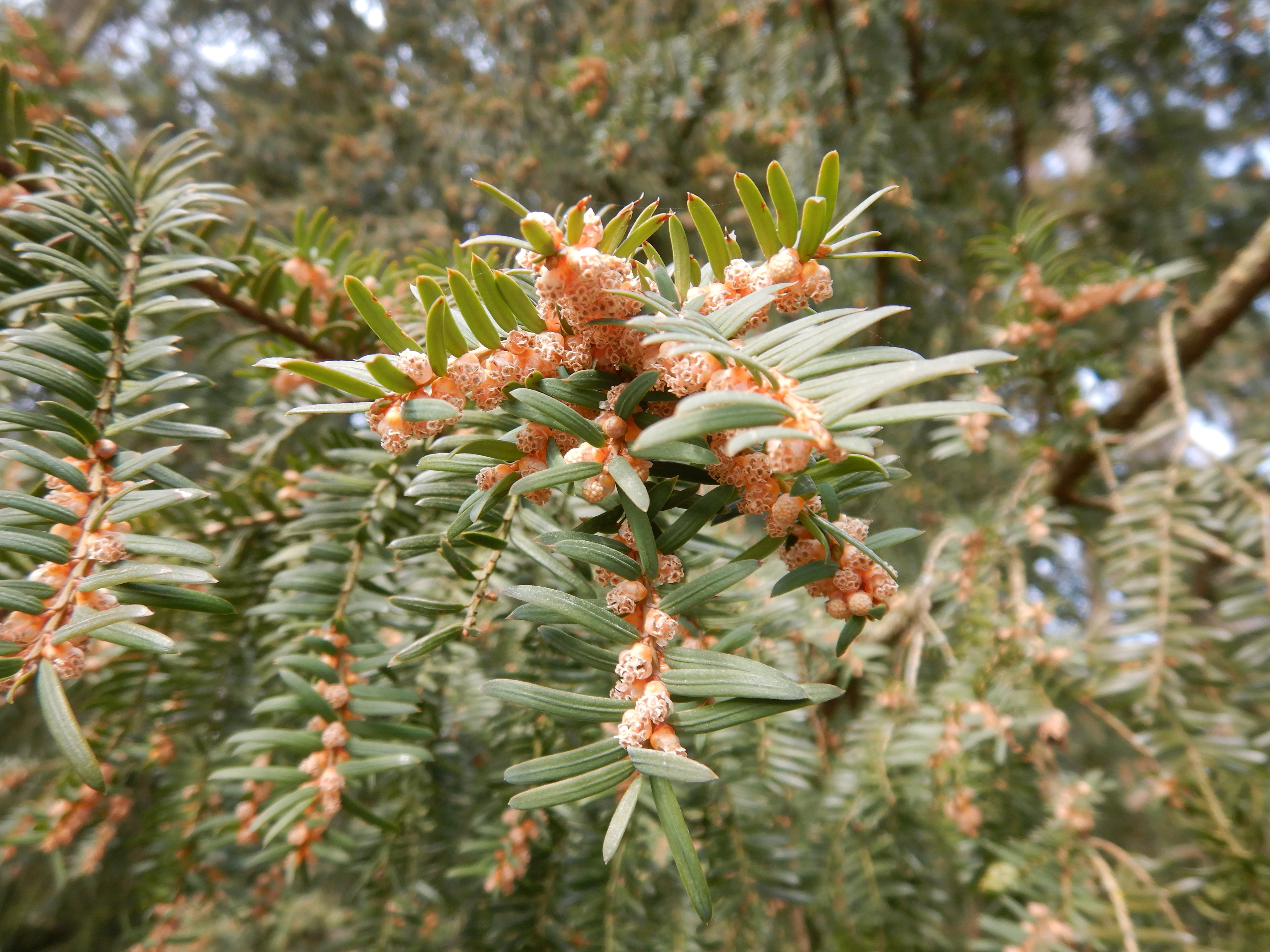 DSCN5064 phäno 2026-03-11 taxus baccata trölsberg sw freistadt.jpg