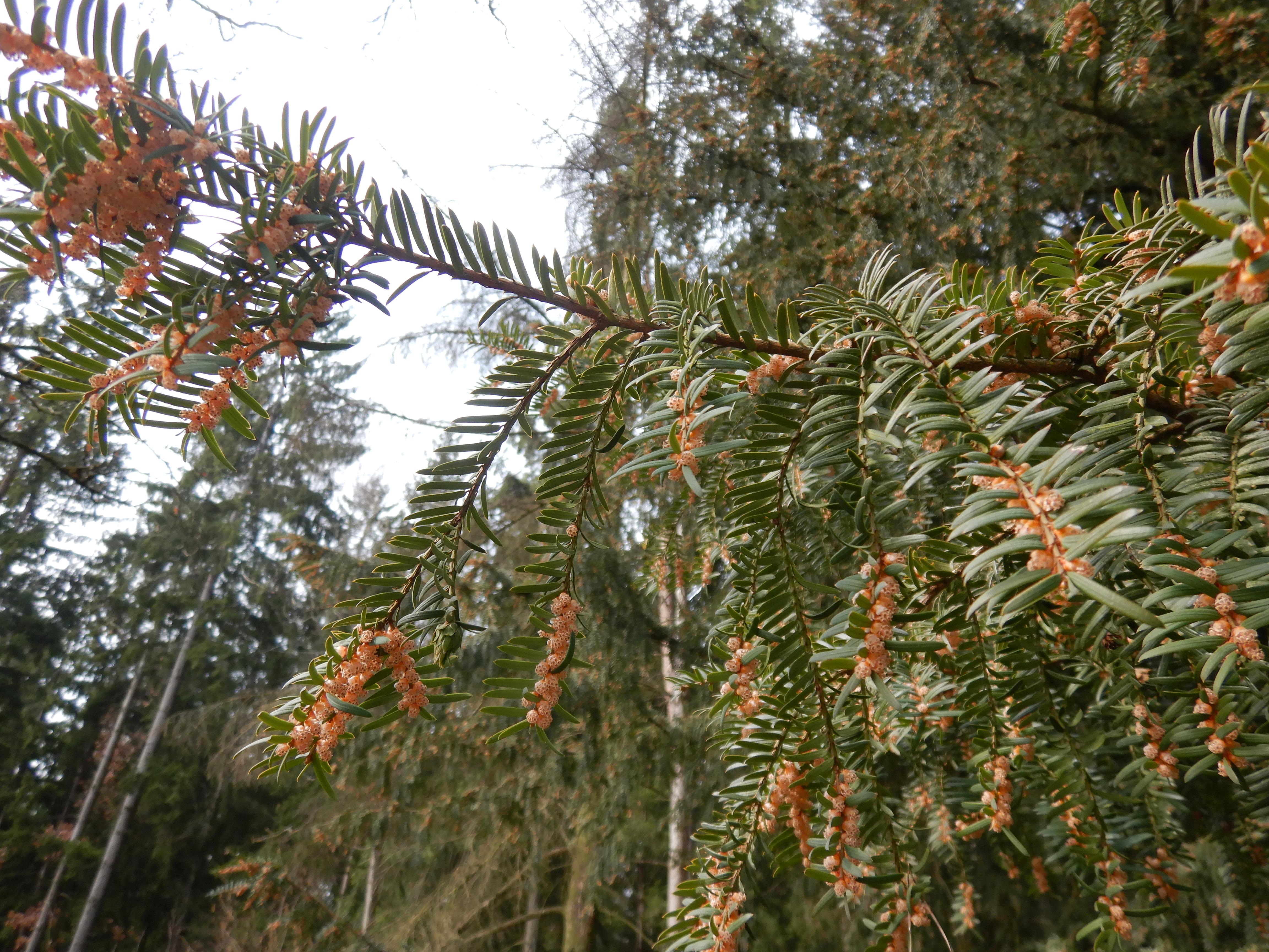 DSCN5066 phäno 2026-03-11 taxus baccata trölsberg sw freistadt.jpg