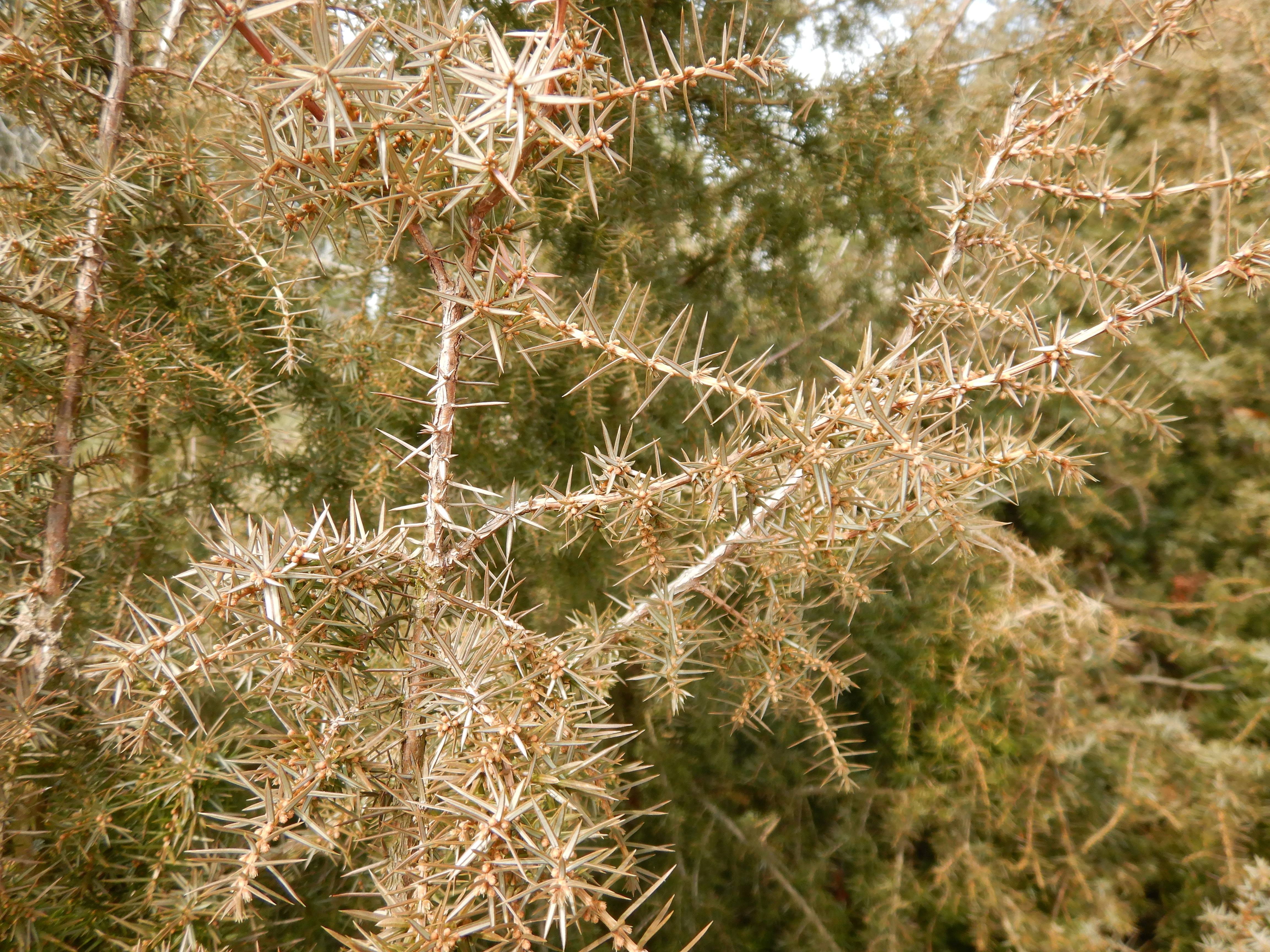 DSCN5180 phäno 2026-03-11 juniperus c. communis trölsberg - lest ssw freistadt.jpg