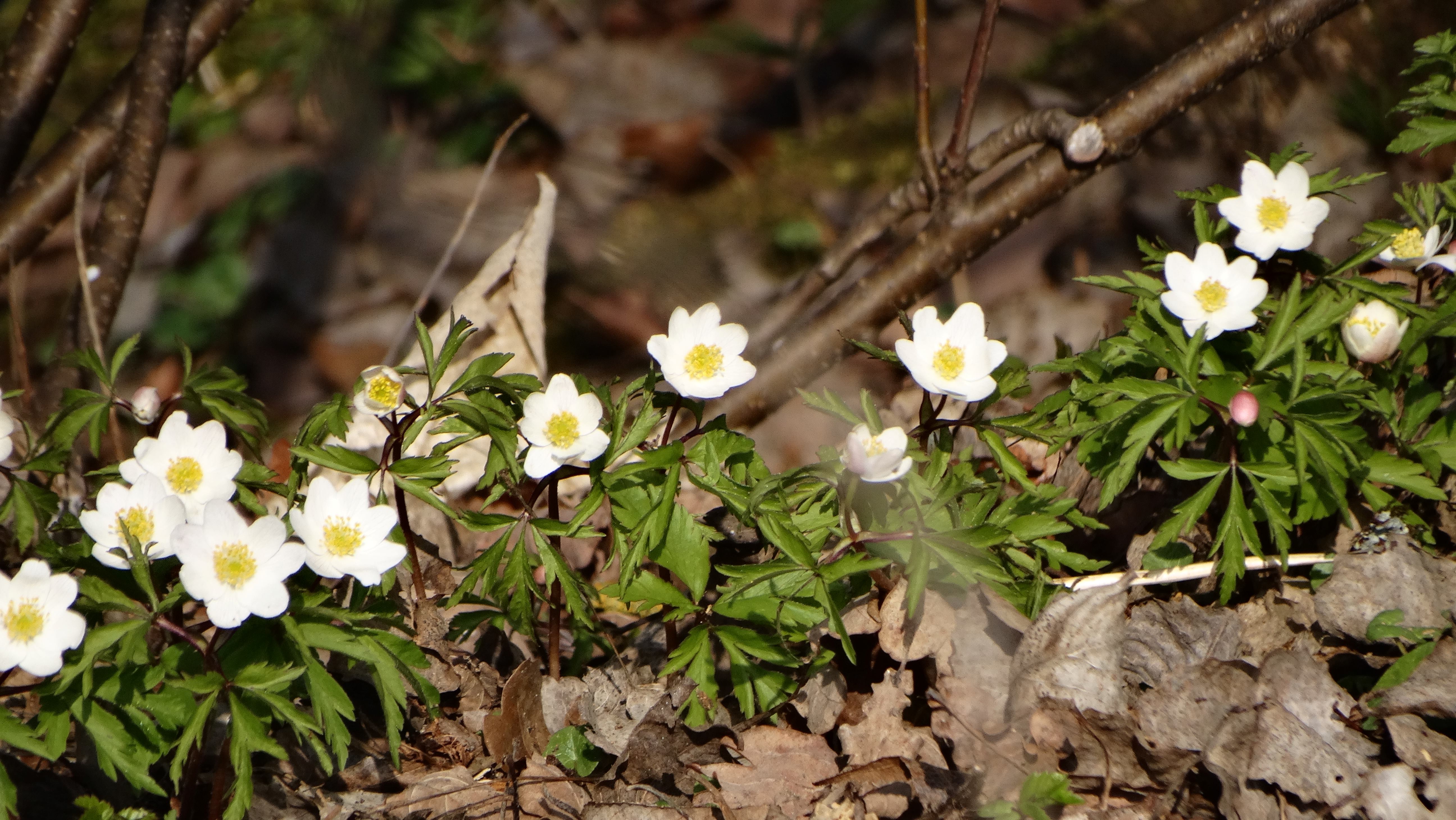 DSC07837 phäno 2026-03-11 anemone nemorosa lest s freistadt.jpg