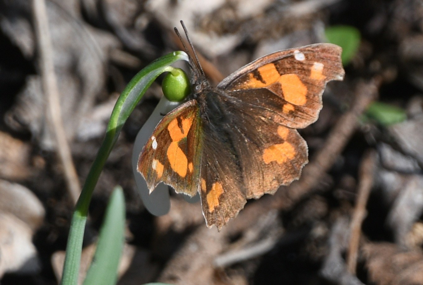 Spitzerberg - 07032026 - (267) - Libythea celtis - Zürgelbaum - Schnauzenfalter.JPG