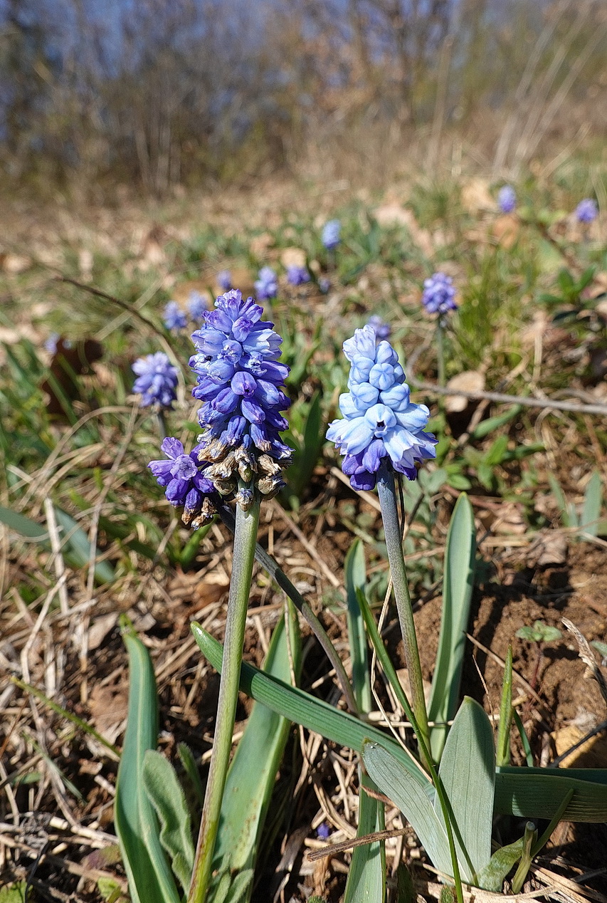 Muscari.azureum.verw.NÖ-Pfaffstätten-Einöd.Iriswiese.14.Mär.26 - Kopie.JPG