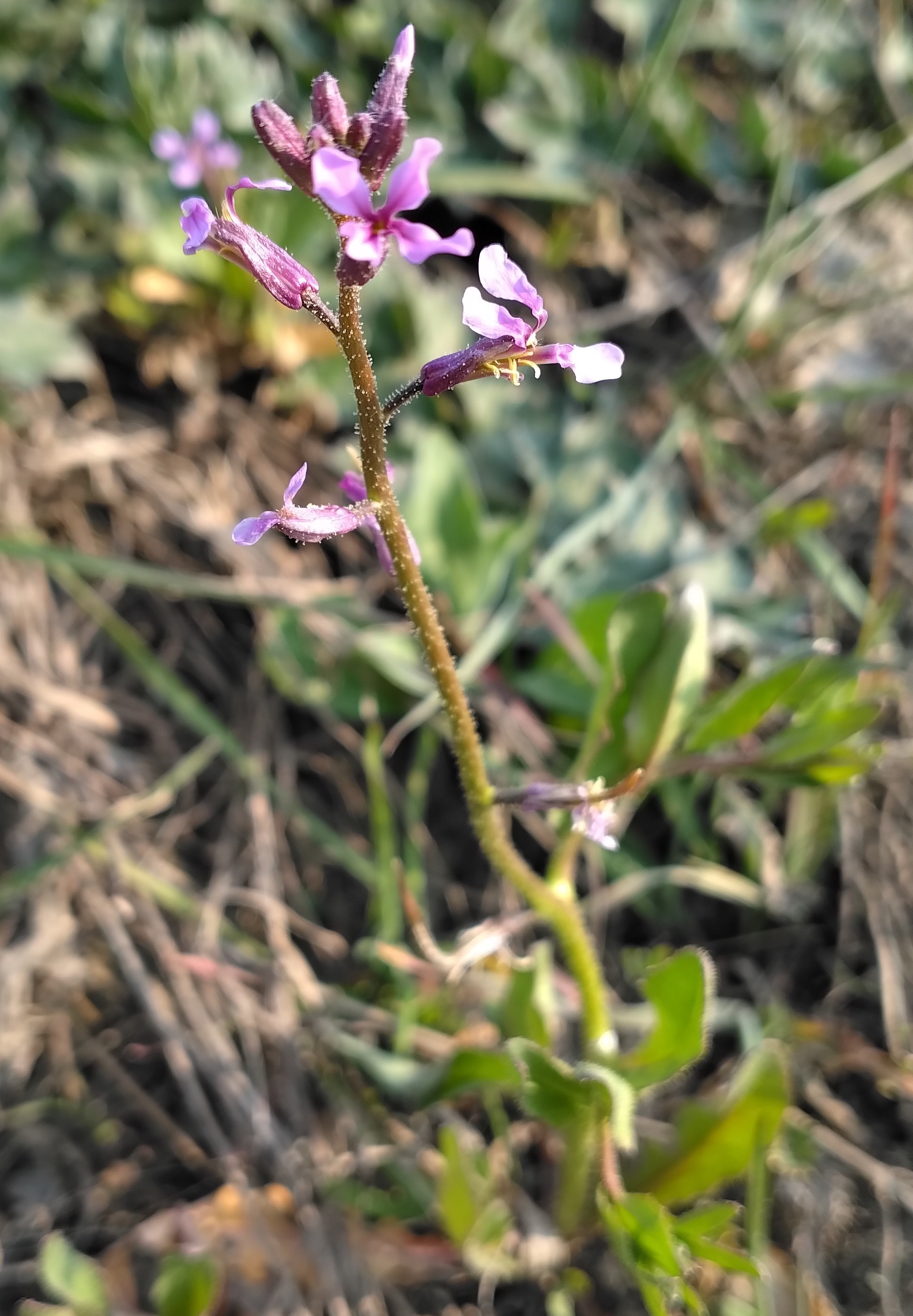 chorispora tenella bhf aspern nord_20260320_082357.jpg