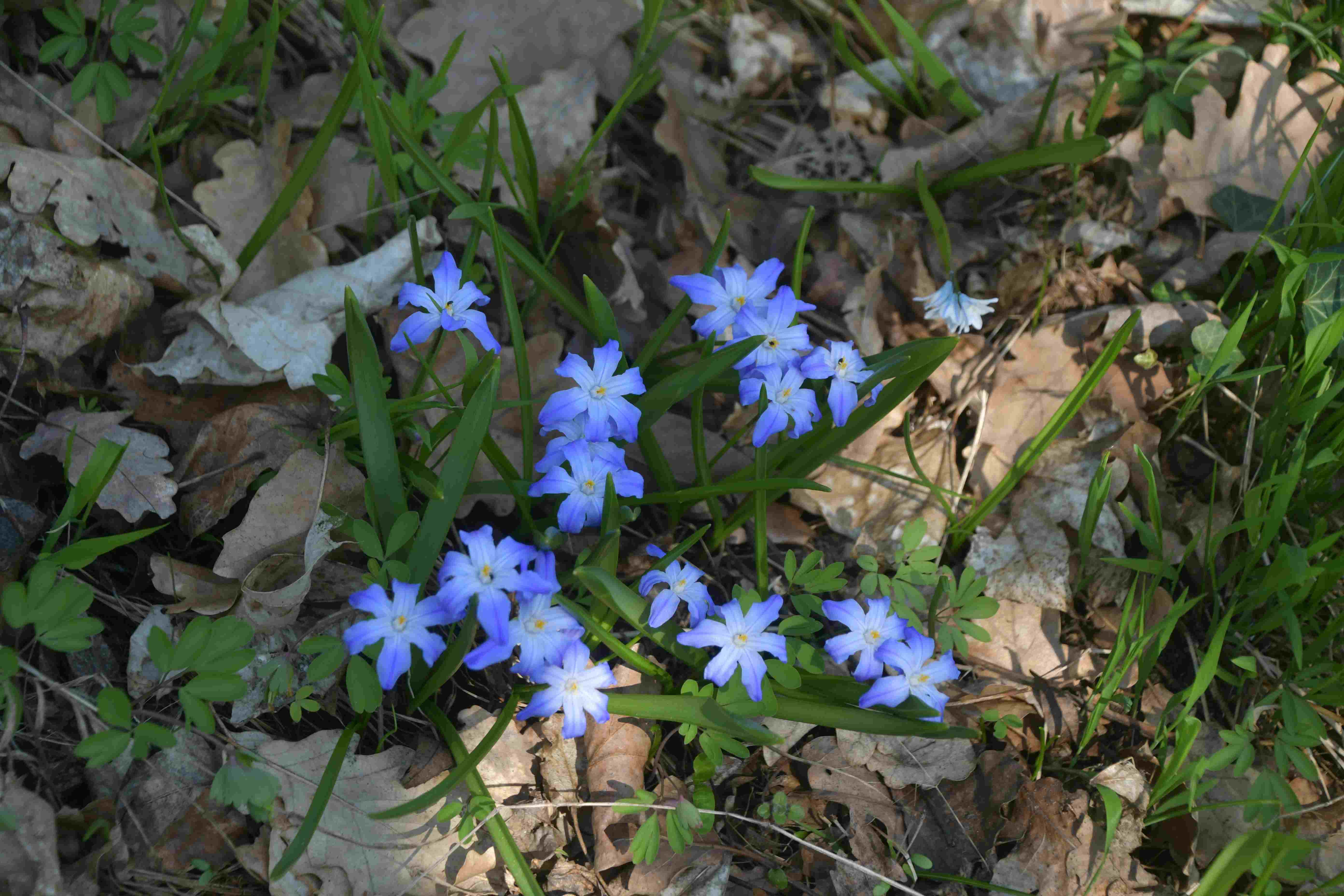 Hainburg - Schlossberg - 19032026 - (109) -  - Scilla luciliae - Gewöhnliche Sternhyazinthe.JPG