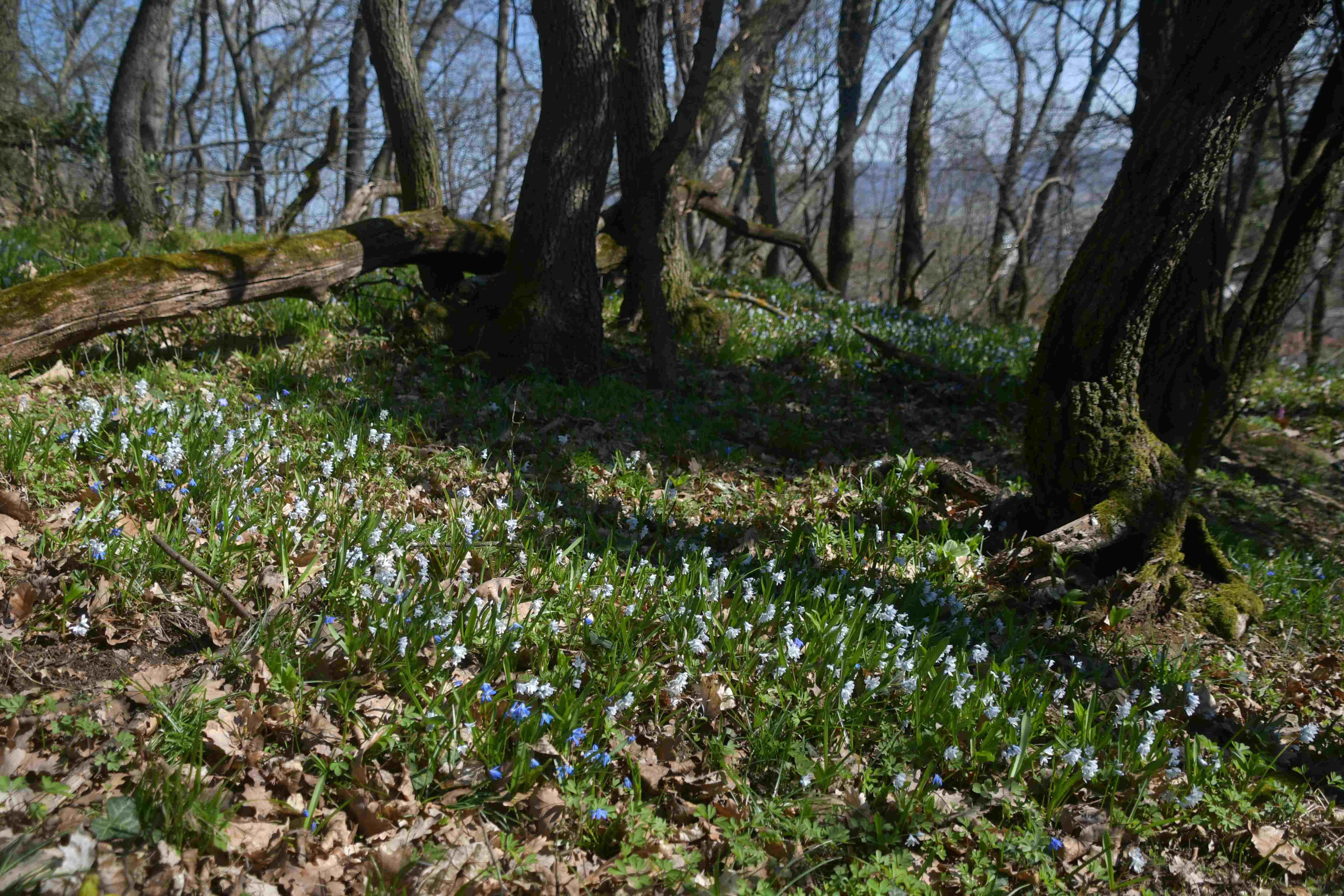 Hainburg - Schlossberg - 19032026 - (123) -  - Scilla sibirica - Sibirischer Blaustern und Puschkinia libanotica - Puschkinie.JPG