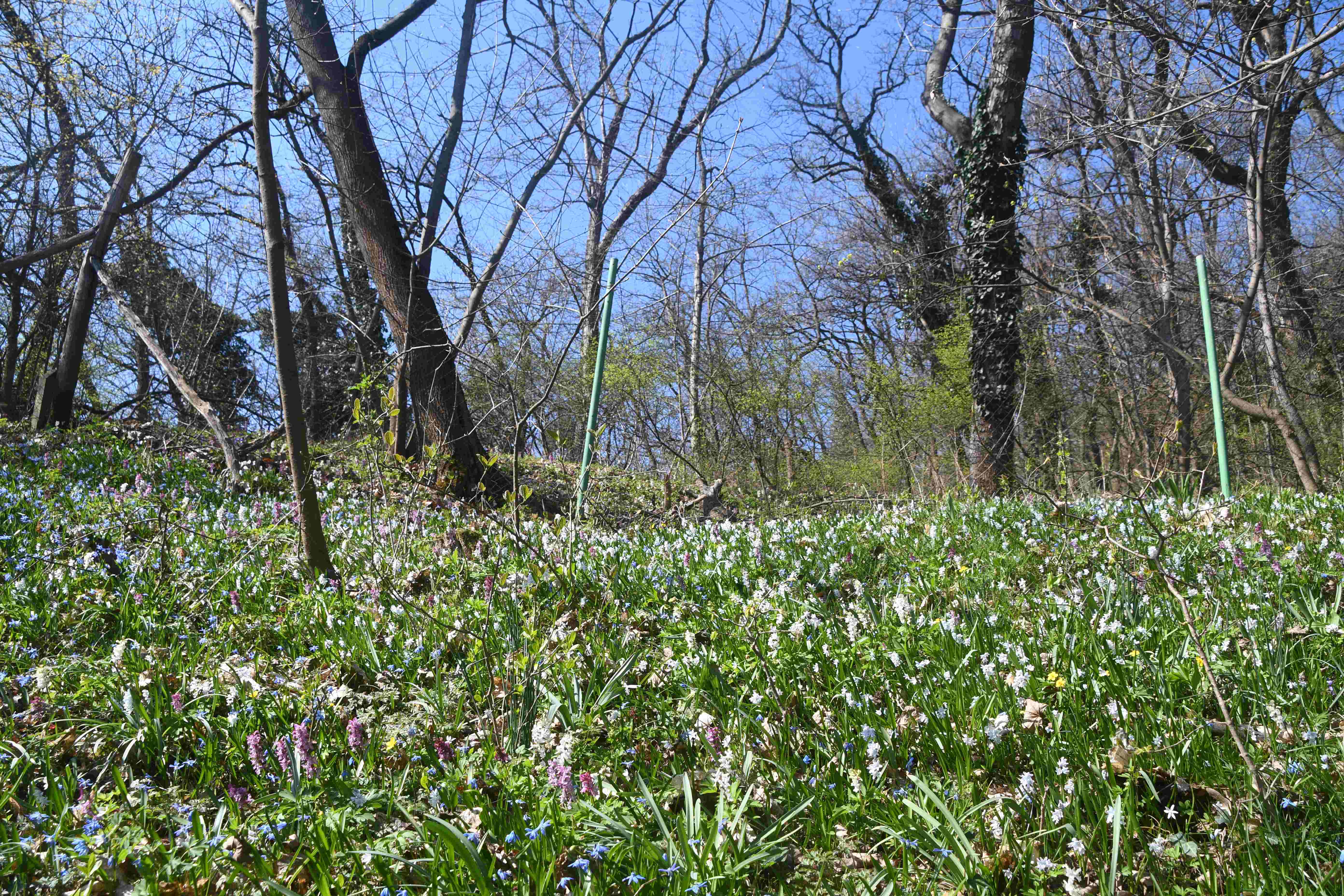 Hainburg - Schlossberg - 19032026 - (143) - , Garten - Puschkinia libanotica - Puschkinie.JPG