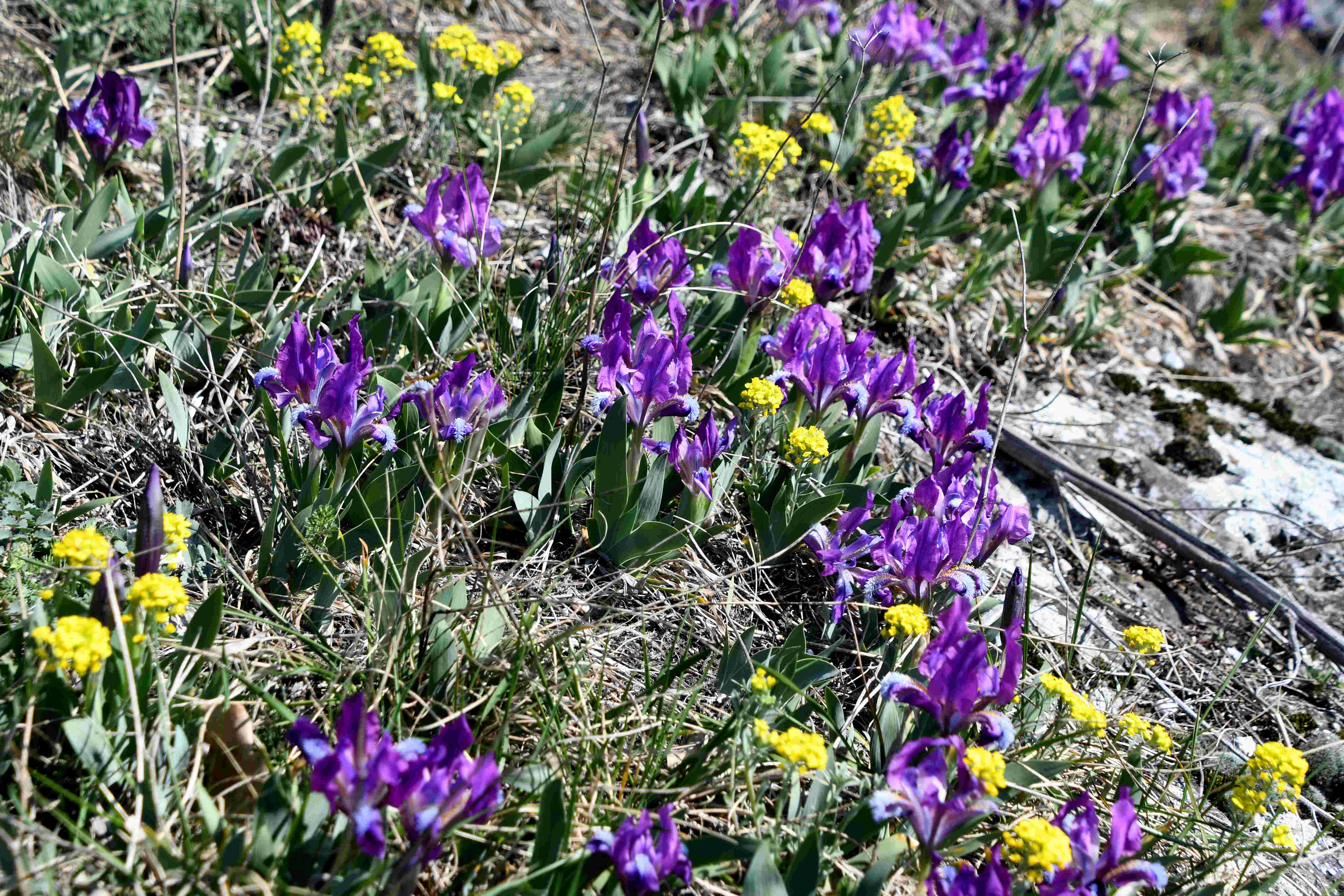 Hainburg -  - 19032026 - (193) -  - Iris pumila - Zwerg-Schwertlilie.JPG