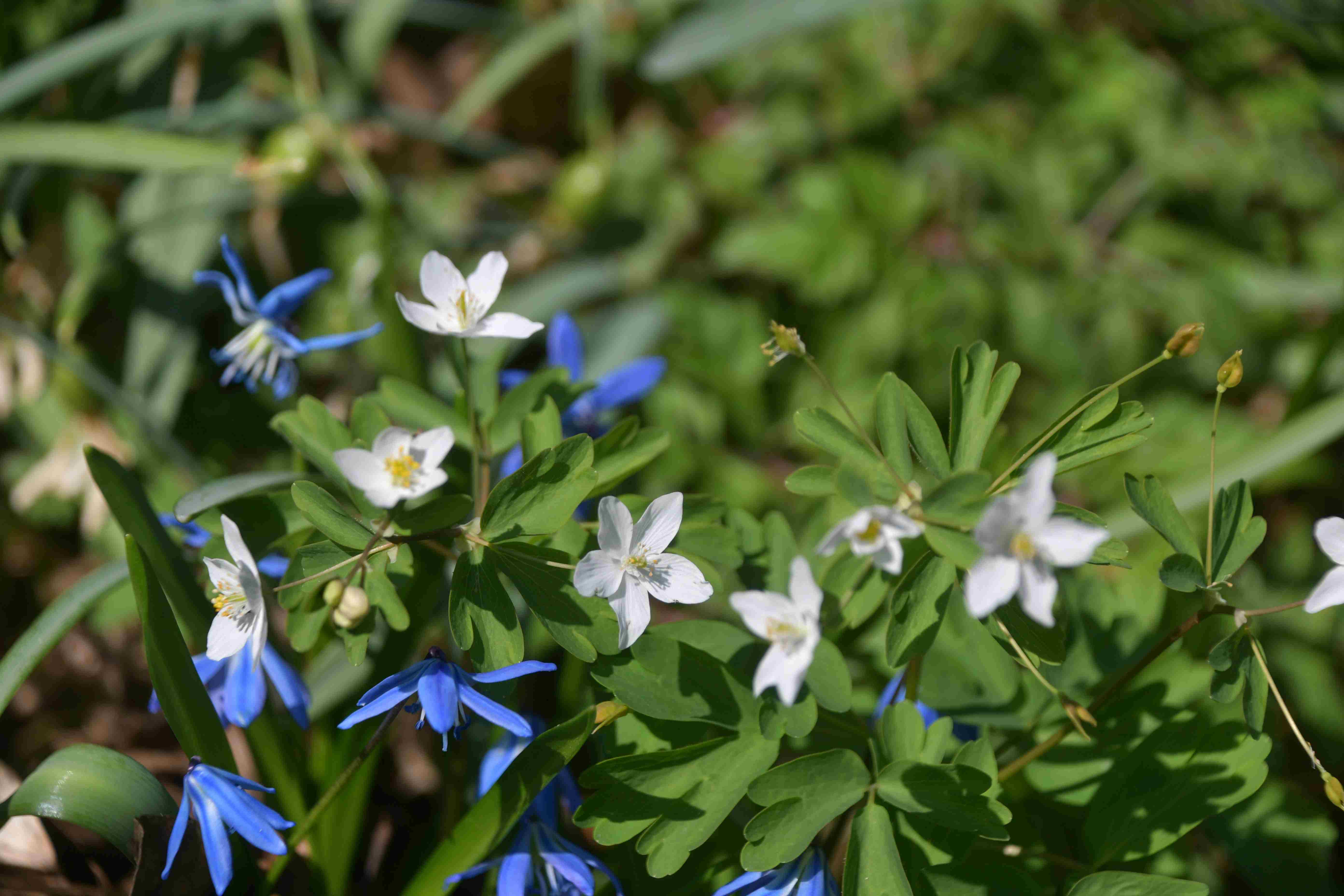 Hainburg - Schlossberg - 19032026 - (150) -  - Isopyrum thalictroides - Wiesenrauten-Muschelblümchen.JPG