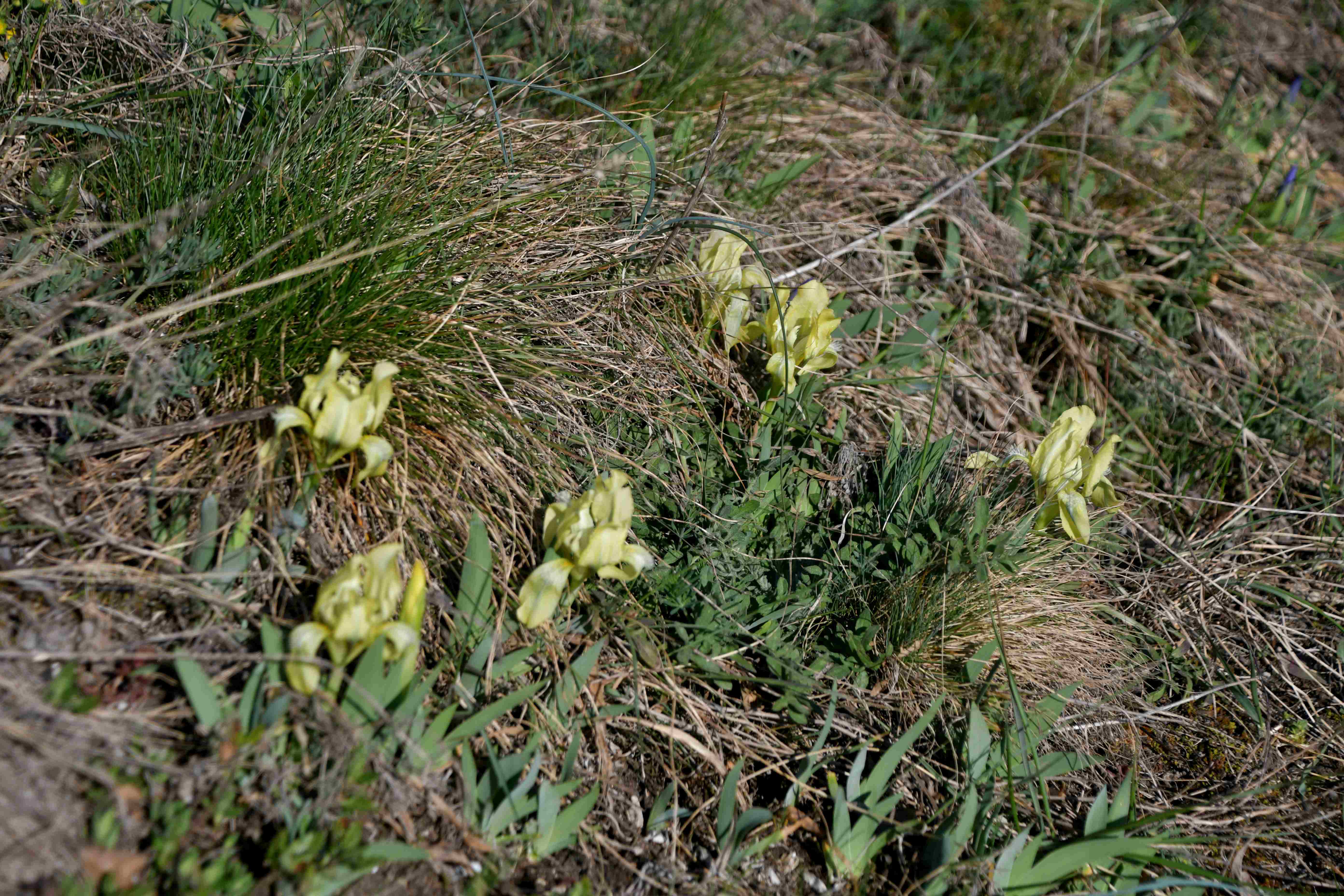 Hainburg - 19032026 - (394) - Iris pumila - Zwerg-Schwertlilie.JPG